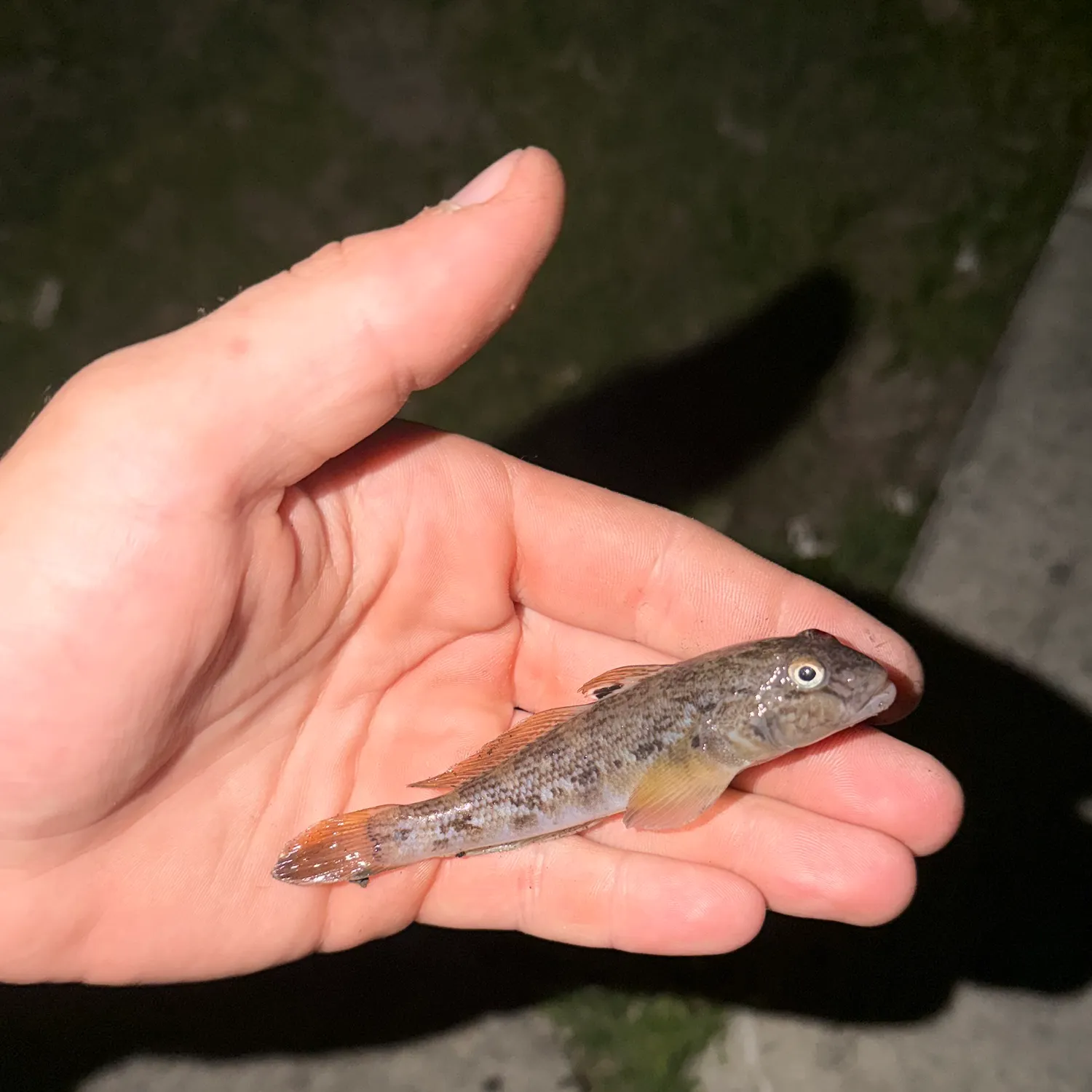 The most recent Round goby catches on Fishbrain