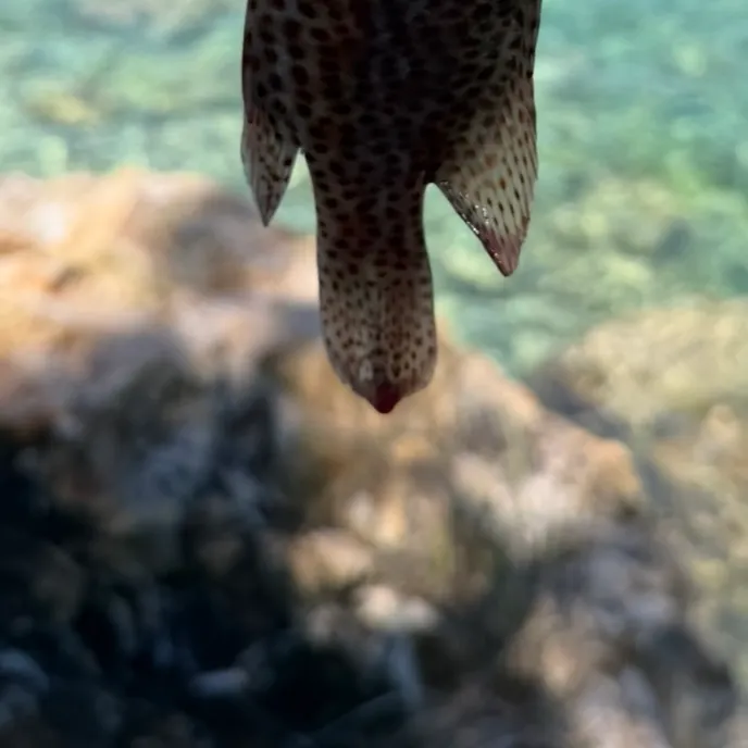 The most recent Graysby grouper catches on Fishbrain