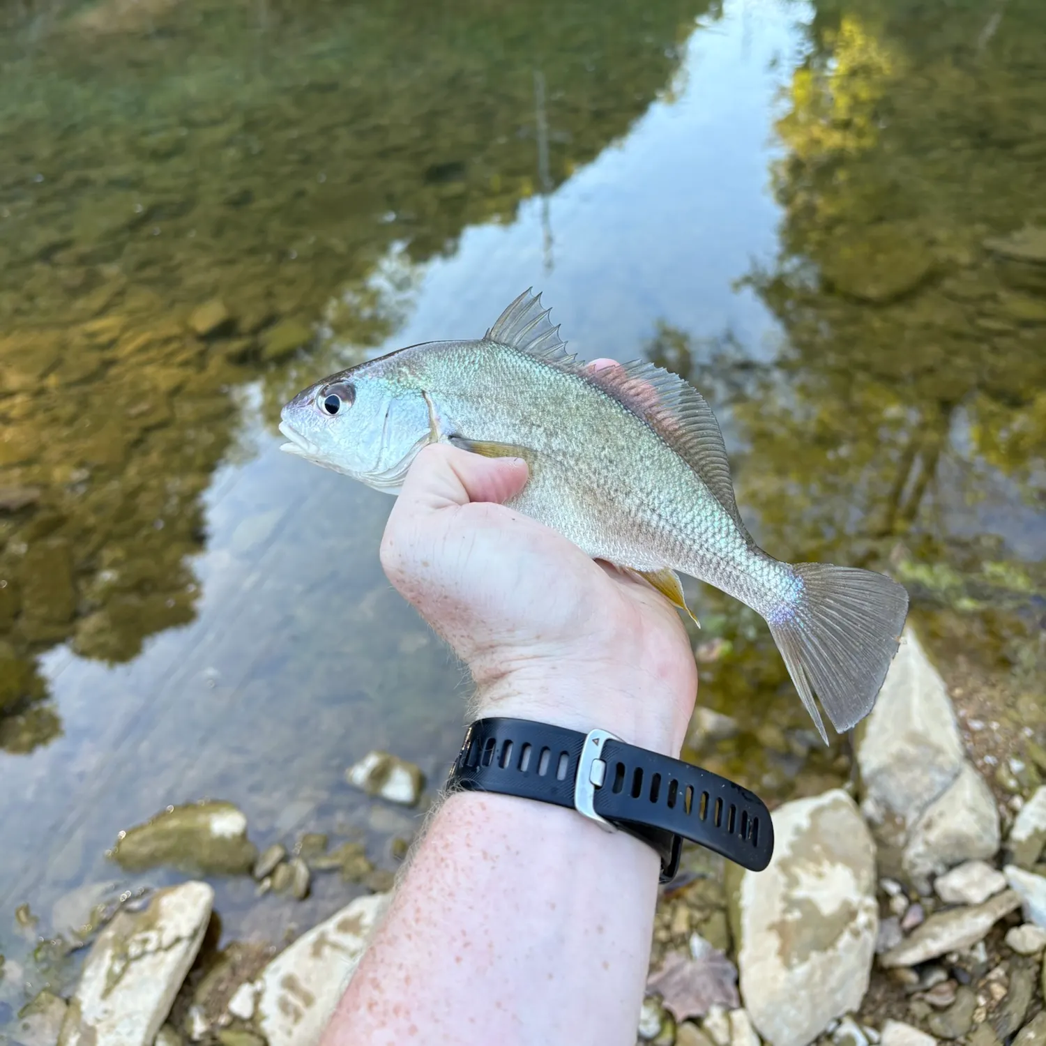 Freshwater drum caught on Fishbrain