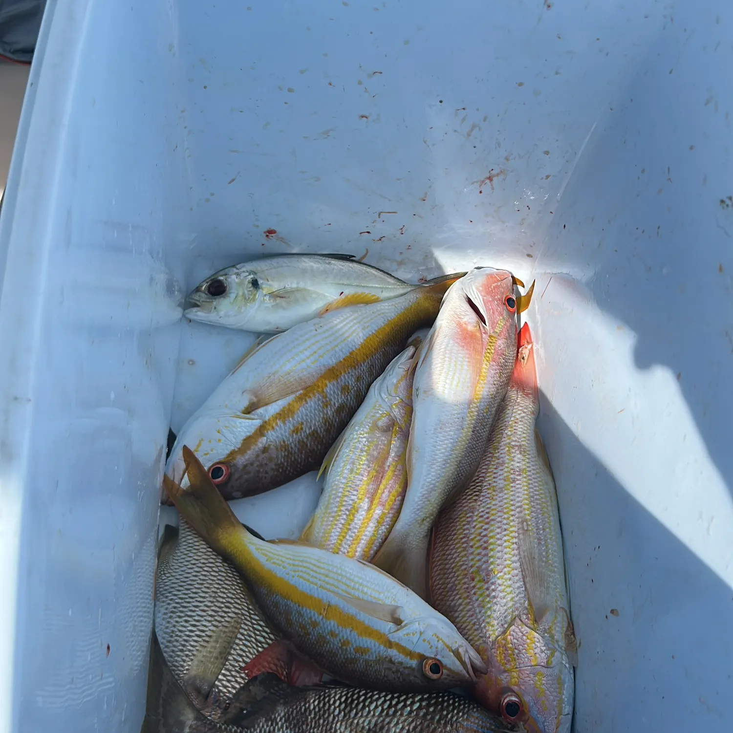 The most recent Cubera snapper catches on Fishbrain
