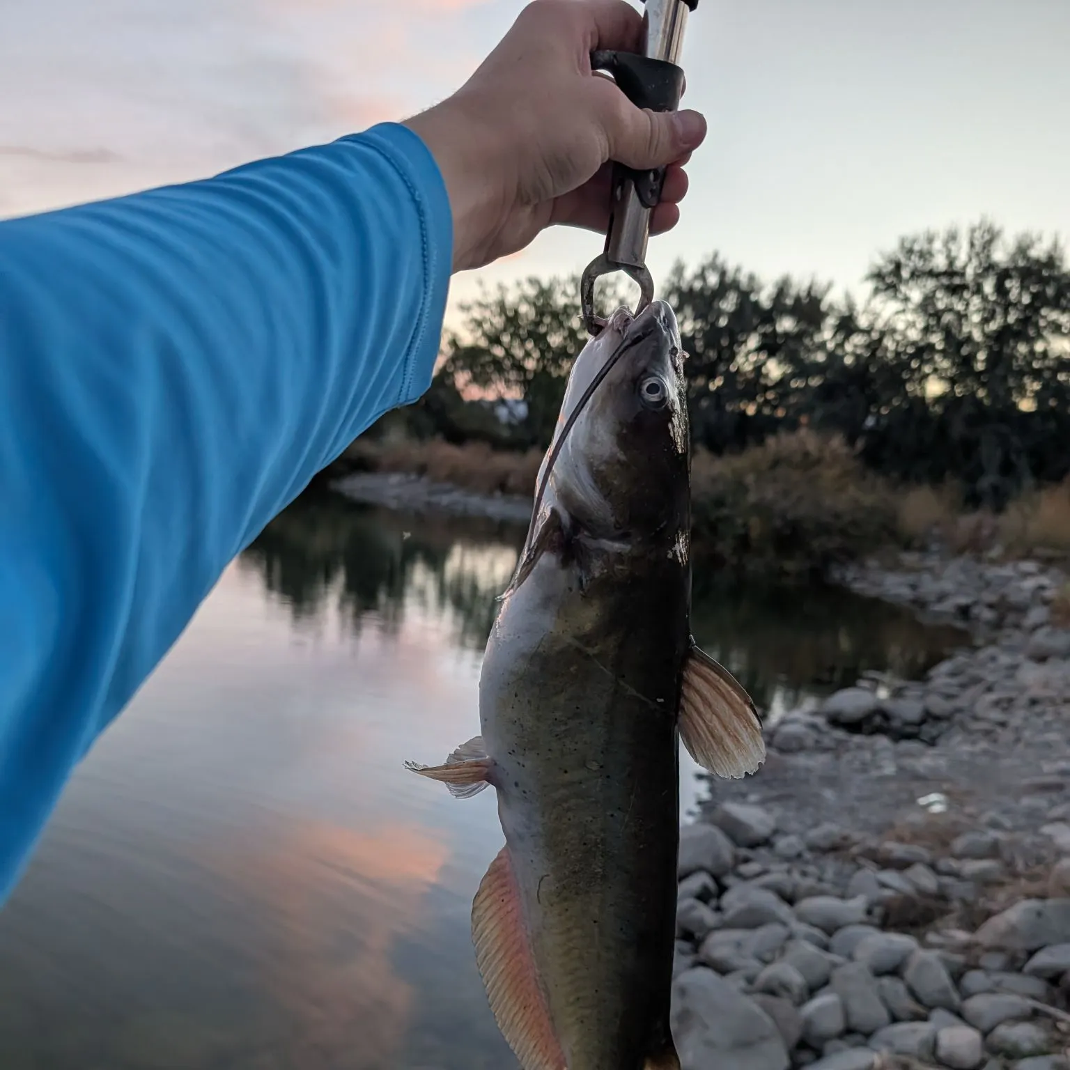Channel catfish caught on Fishbrain
