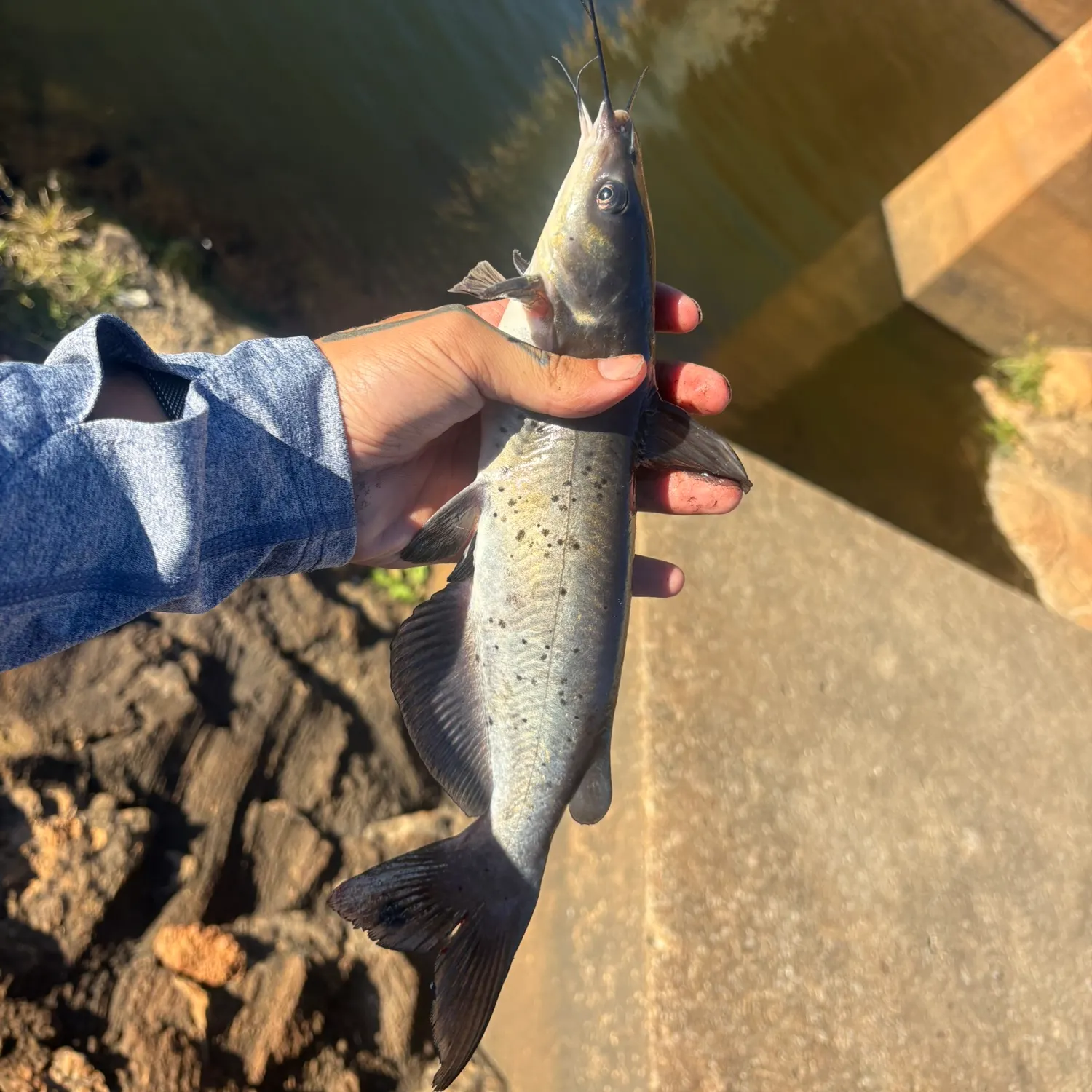 Channel catfish caught on Fishbrain