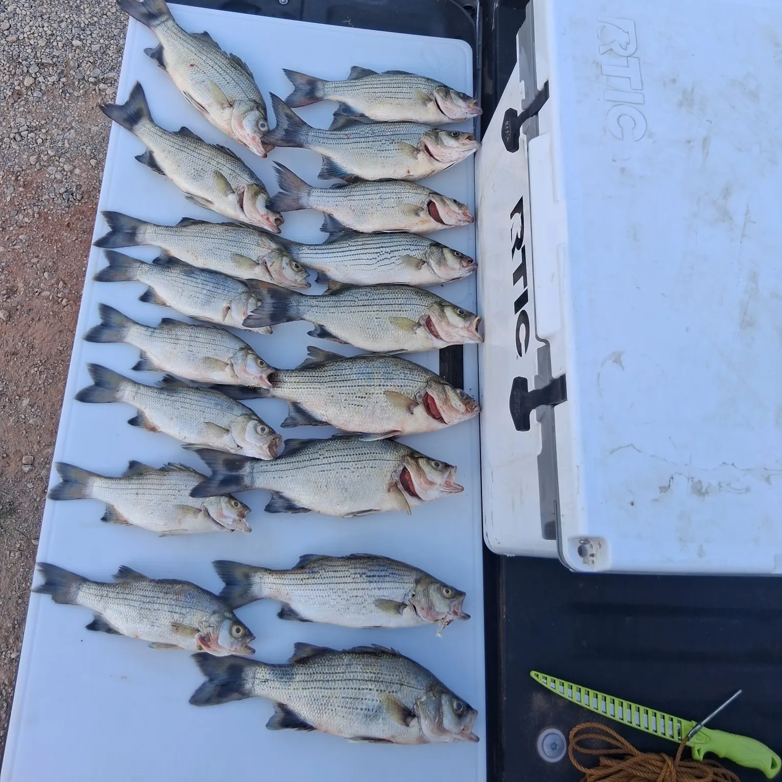 recently logged catches