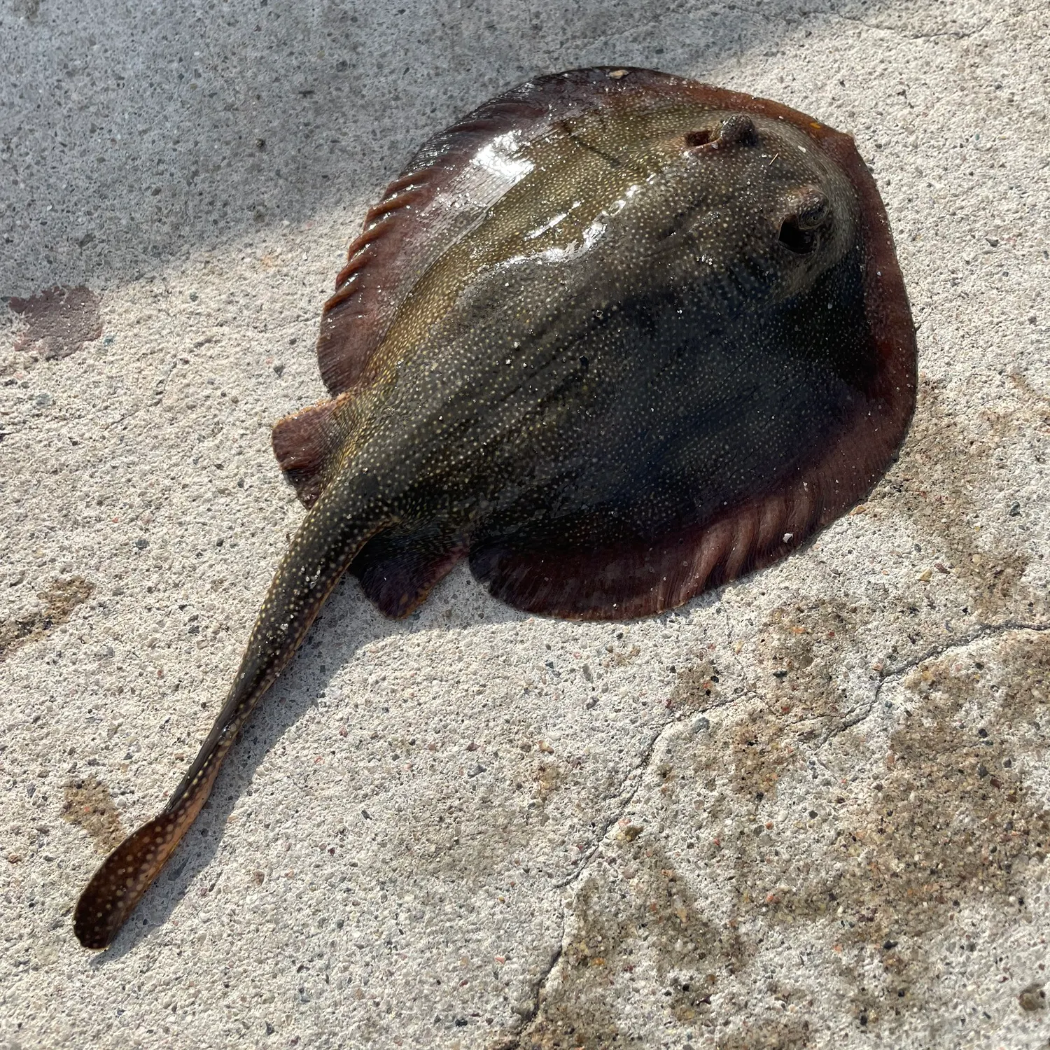 Haller's round ray caught on Fishbrain