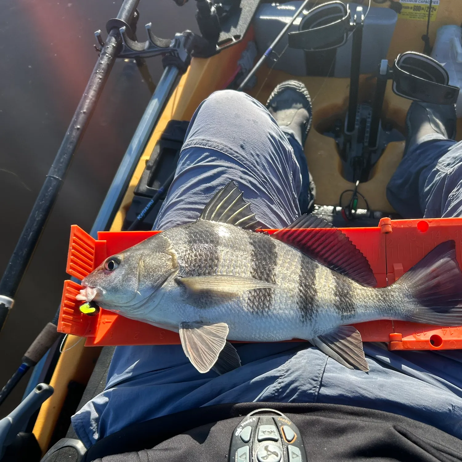The most recent Black drum catches on Fishbrain