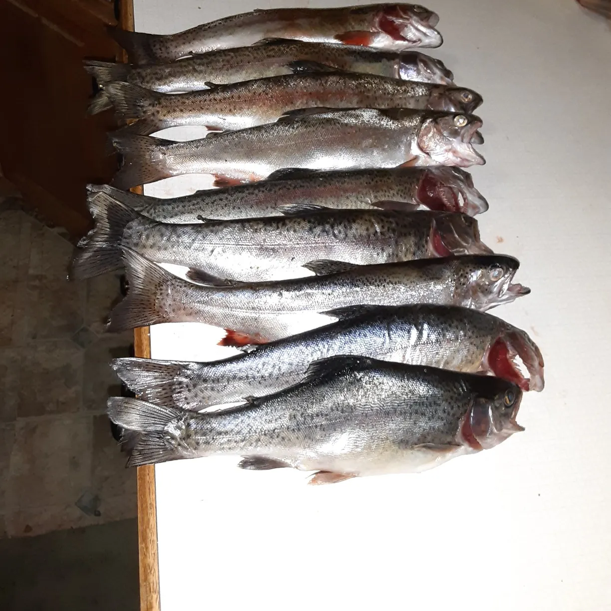 recently logged catches