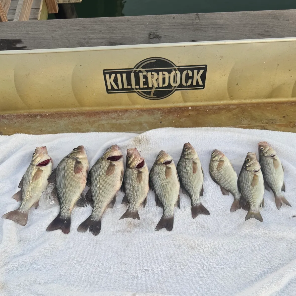 recently logged catches