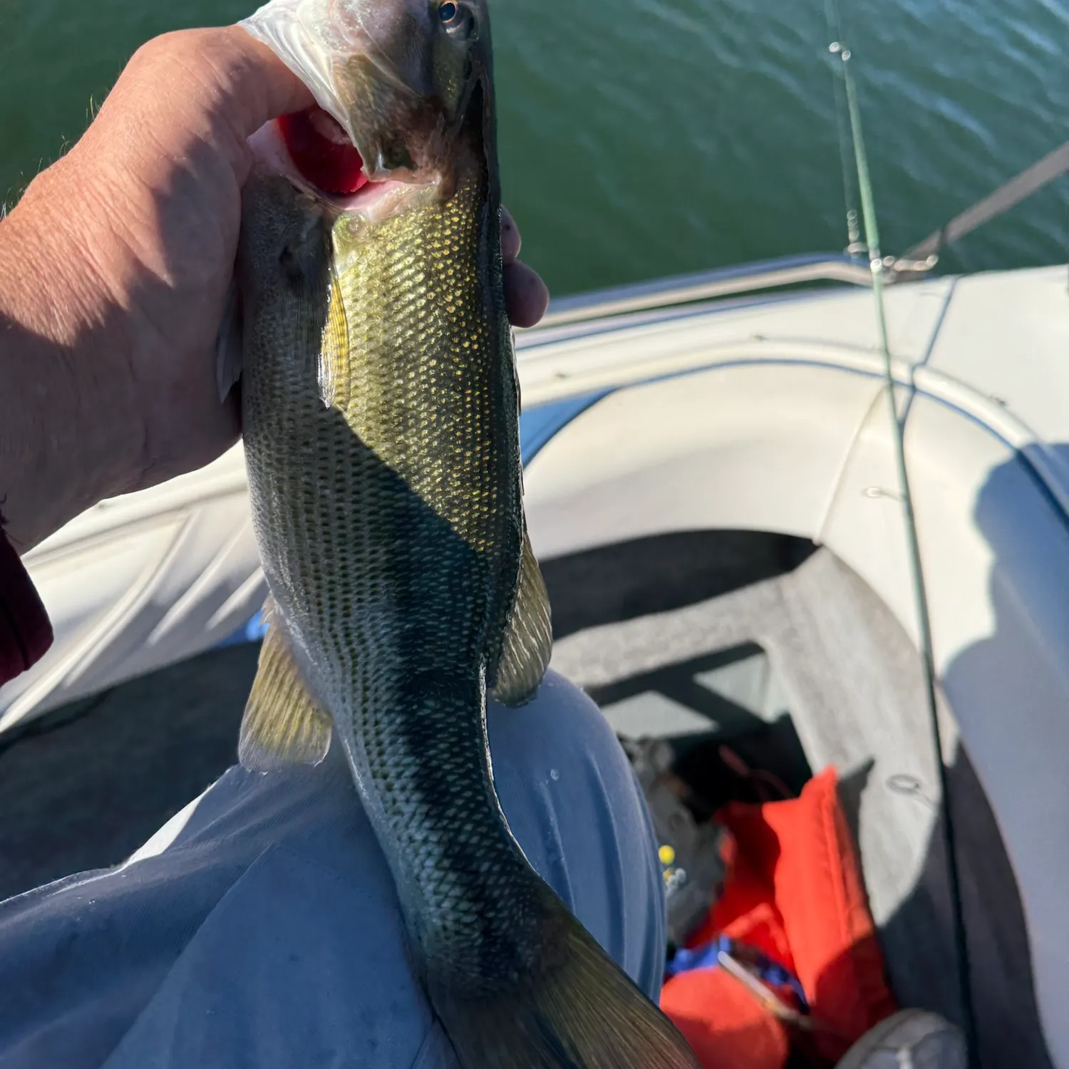 Spotted bass caught on Fishbrain