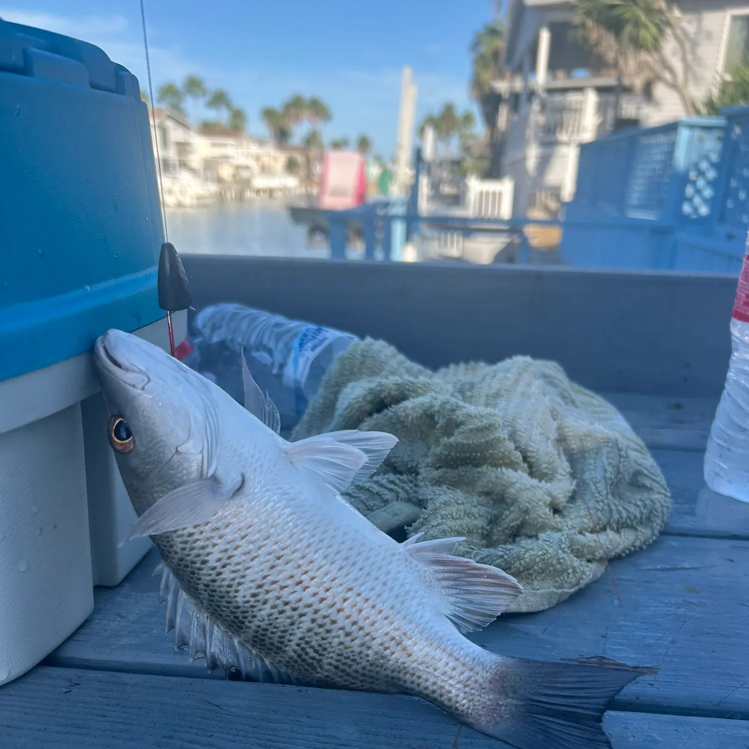 Mangrove snapper caught on Fishbrain