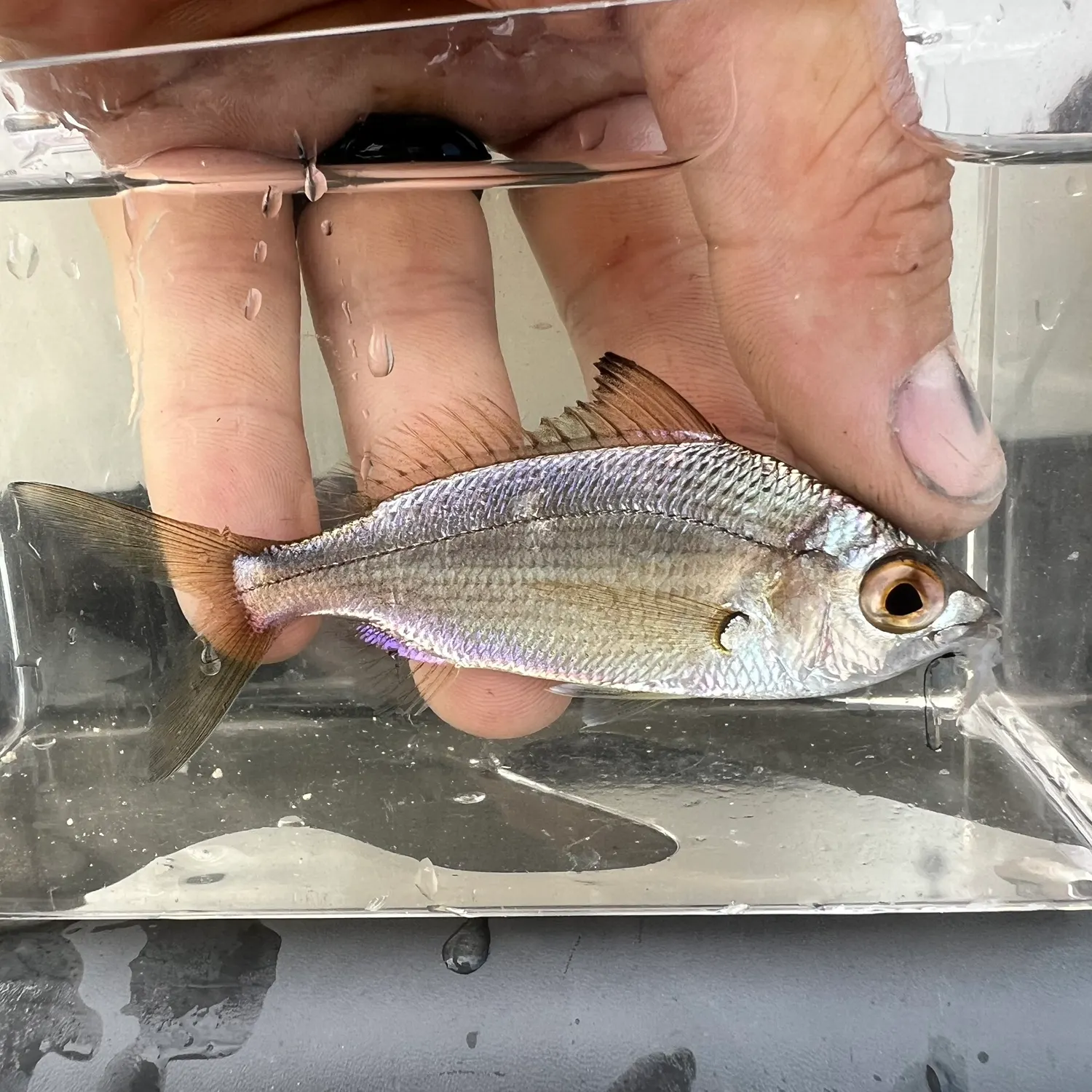 The most recent Tidewater mojarra catches on Fishbrain