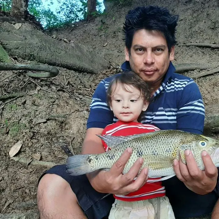 The most recent Red bay snook catches on Fishbrain