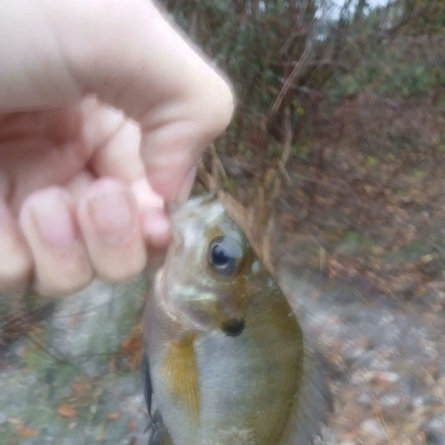 The most recent Coppernose bluegill catches on Fishbrain