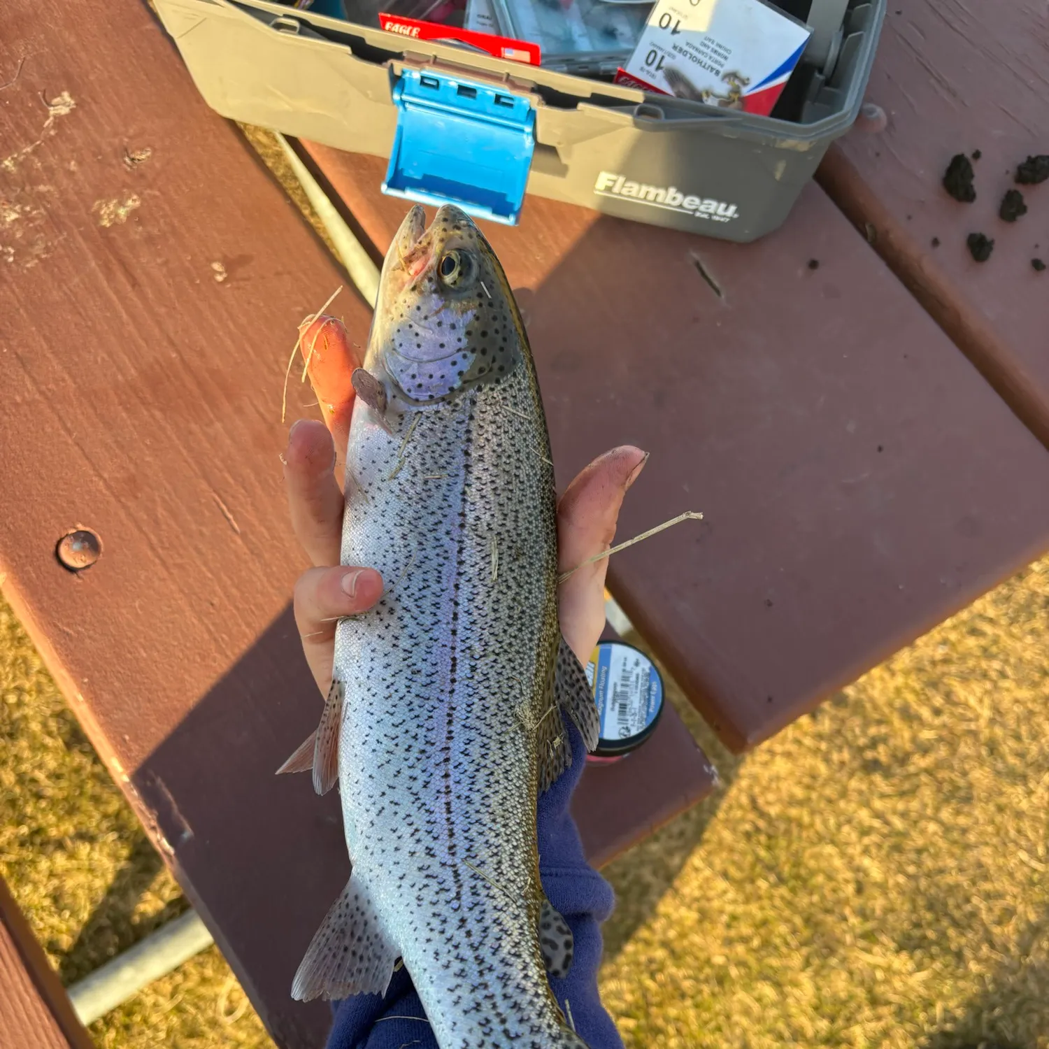 Rainbow trout caught on Fishbrain