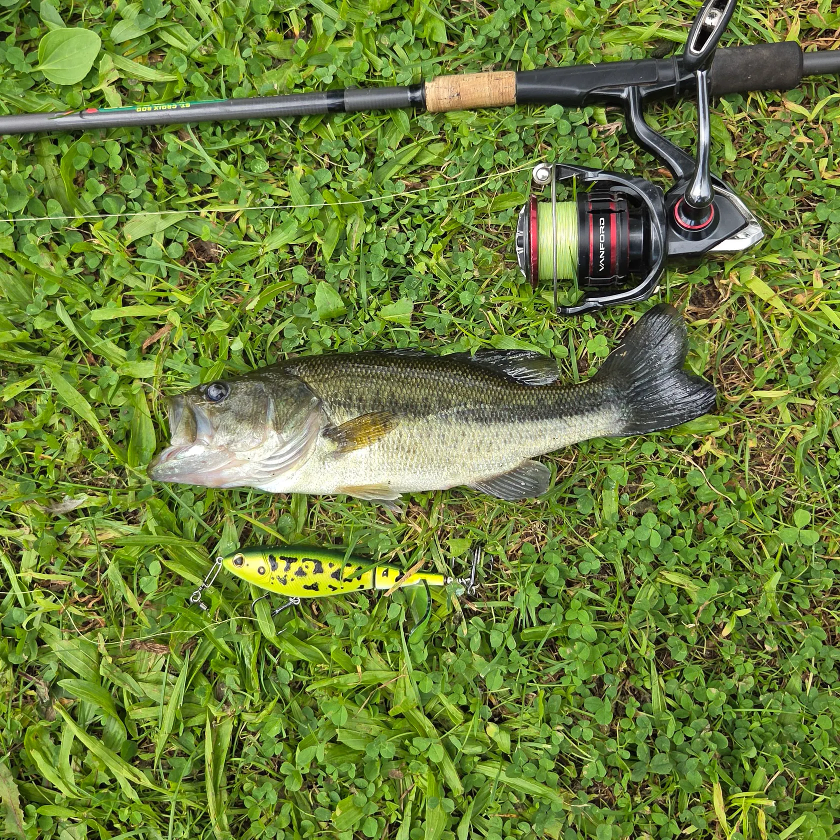 Largemouth bass caught on Fishbrain