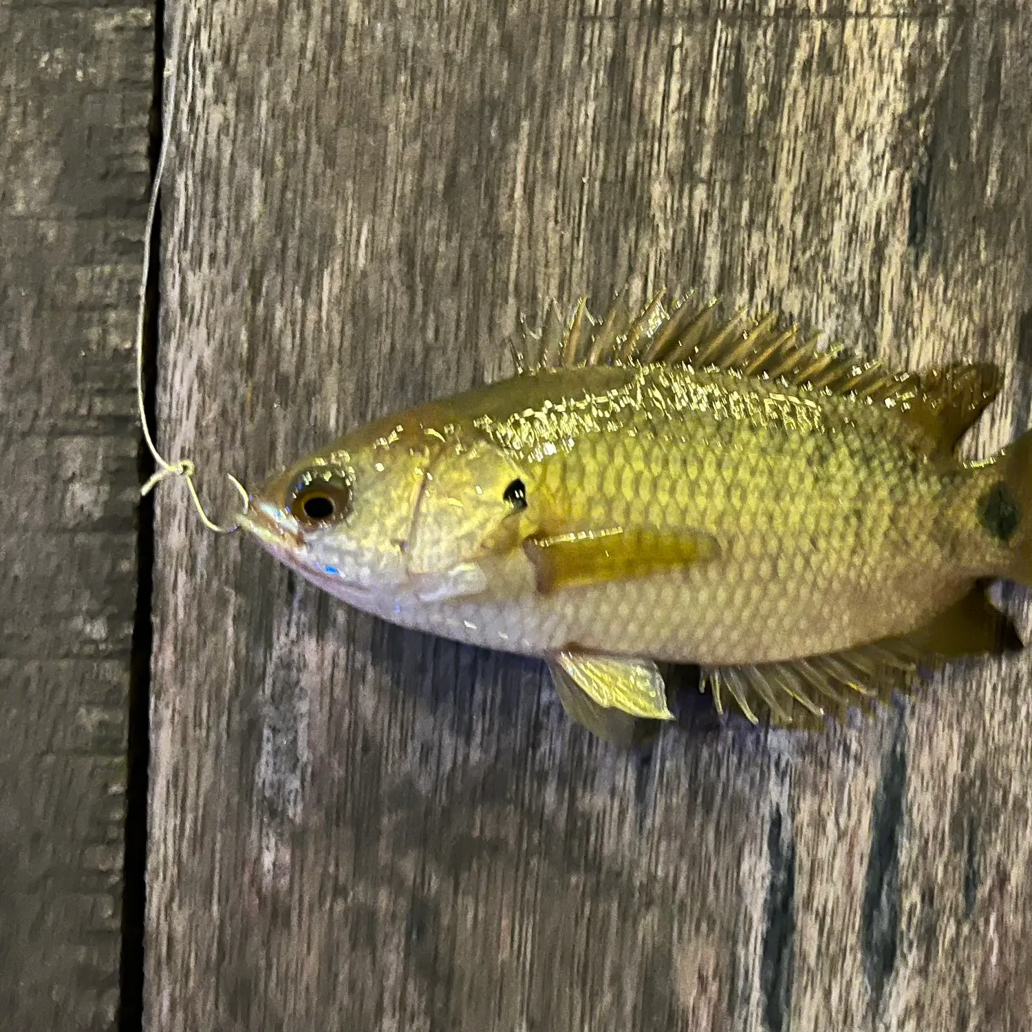 most liked catch image
