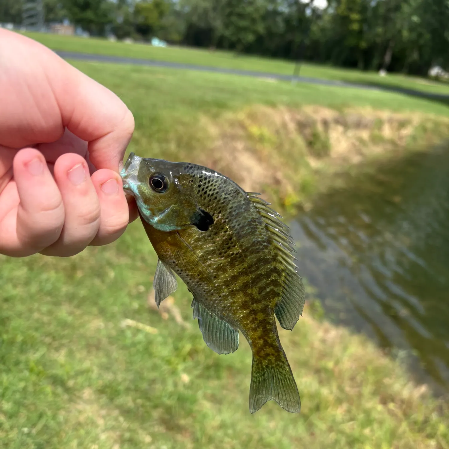 Bluegill caught on Fishbrain