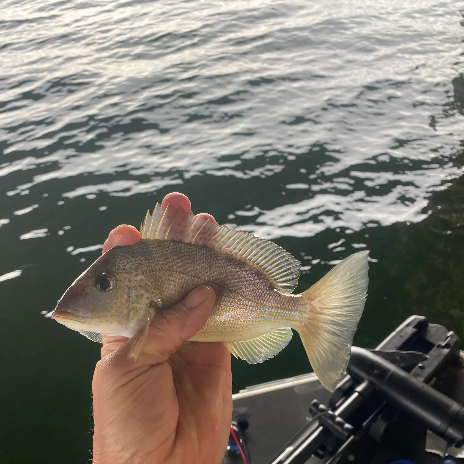 The most recent Sooty grunter catches on Fishbrain