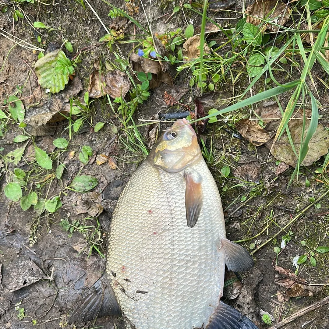 Common bream caught on Fishbrain