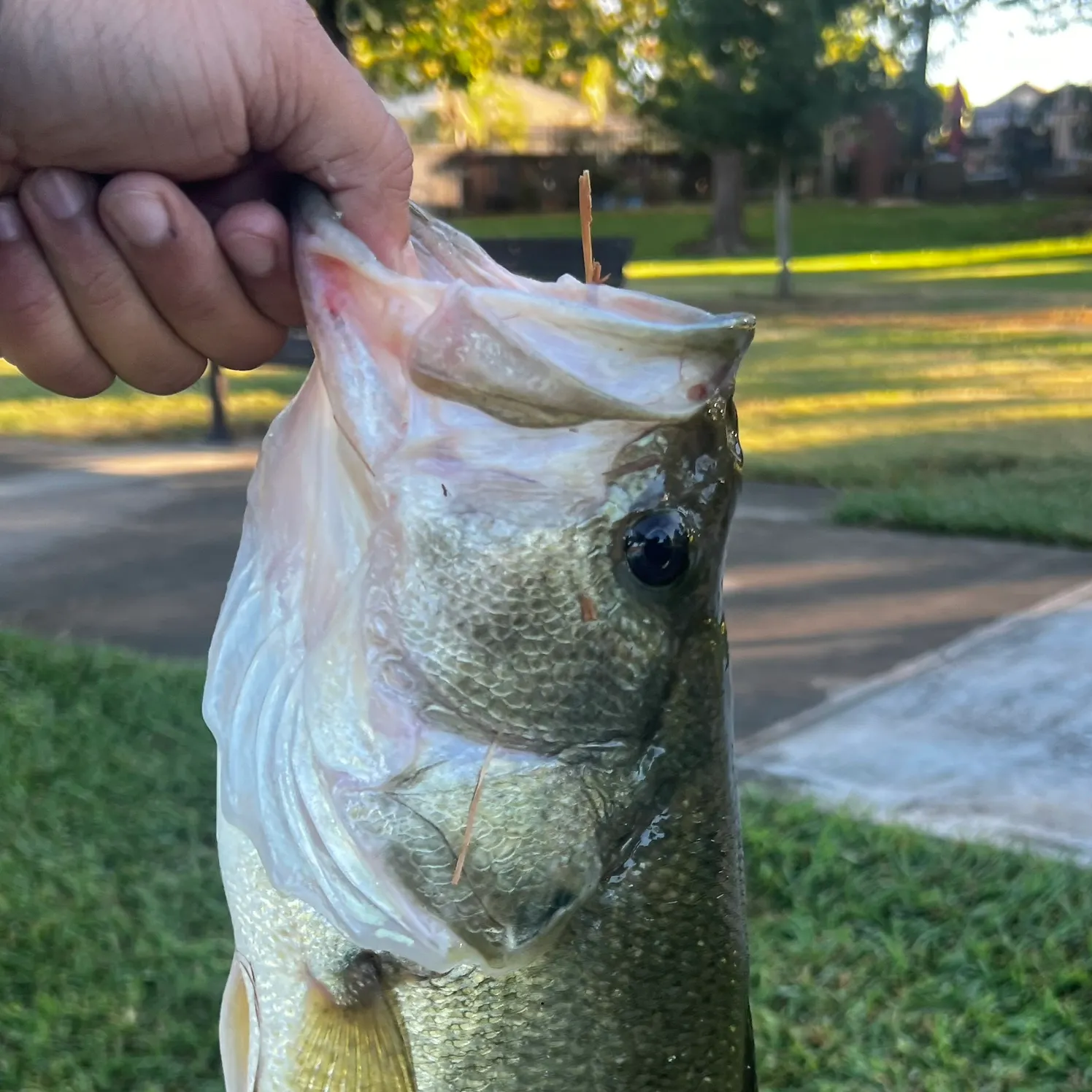 catch