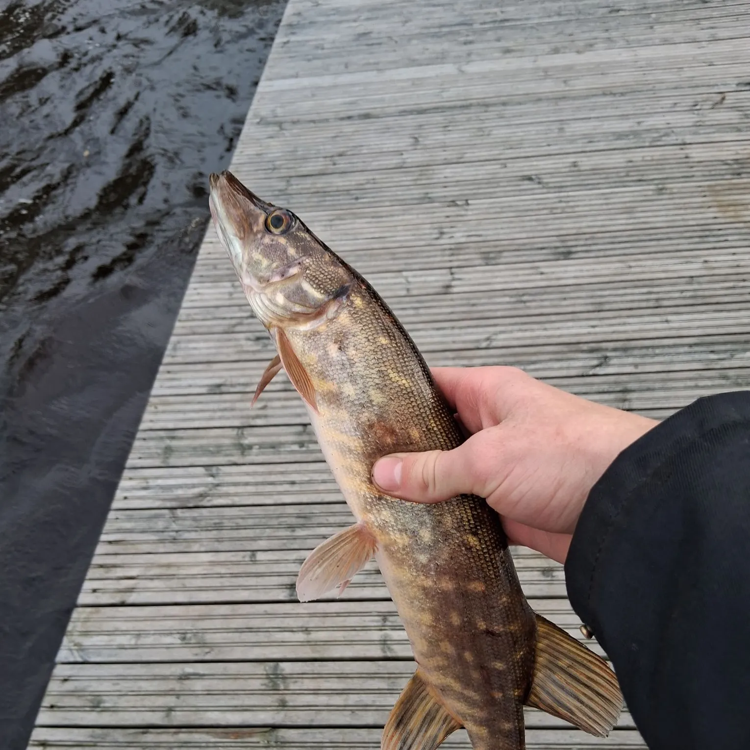 Northern pike caught on Fishbrain