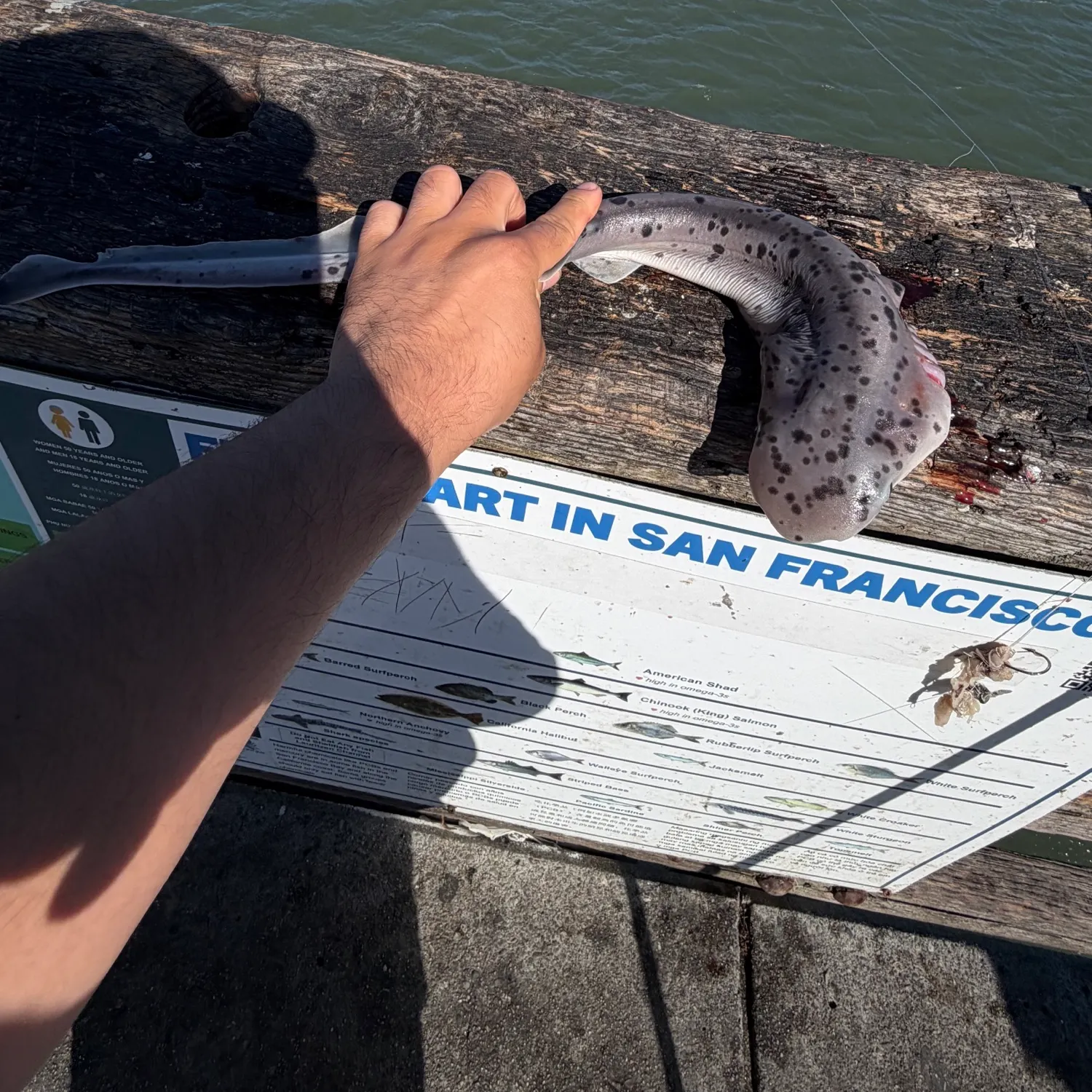 Broadnose sevengill shark caught on Fishbrain