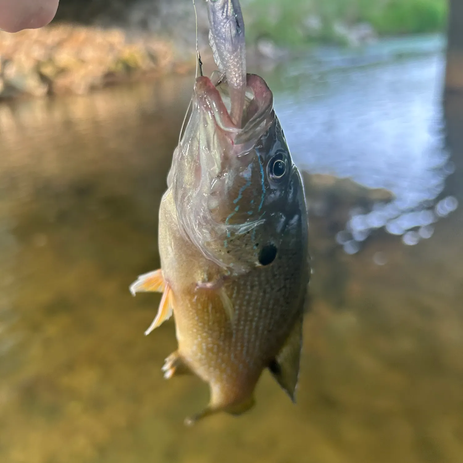 Green sunfish caught on Fishbrain