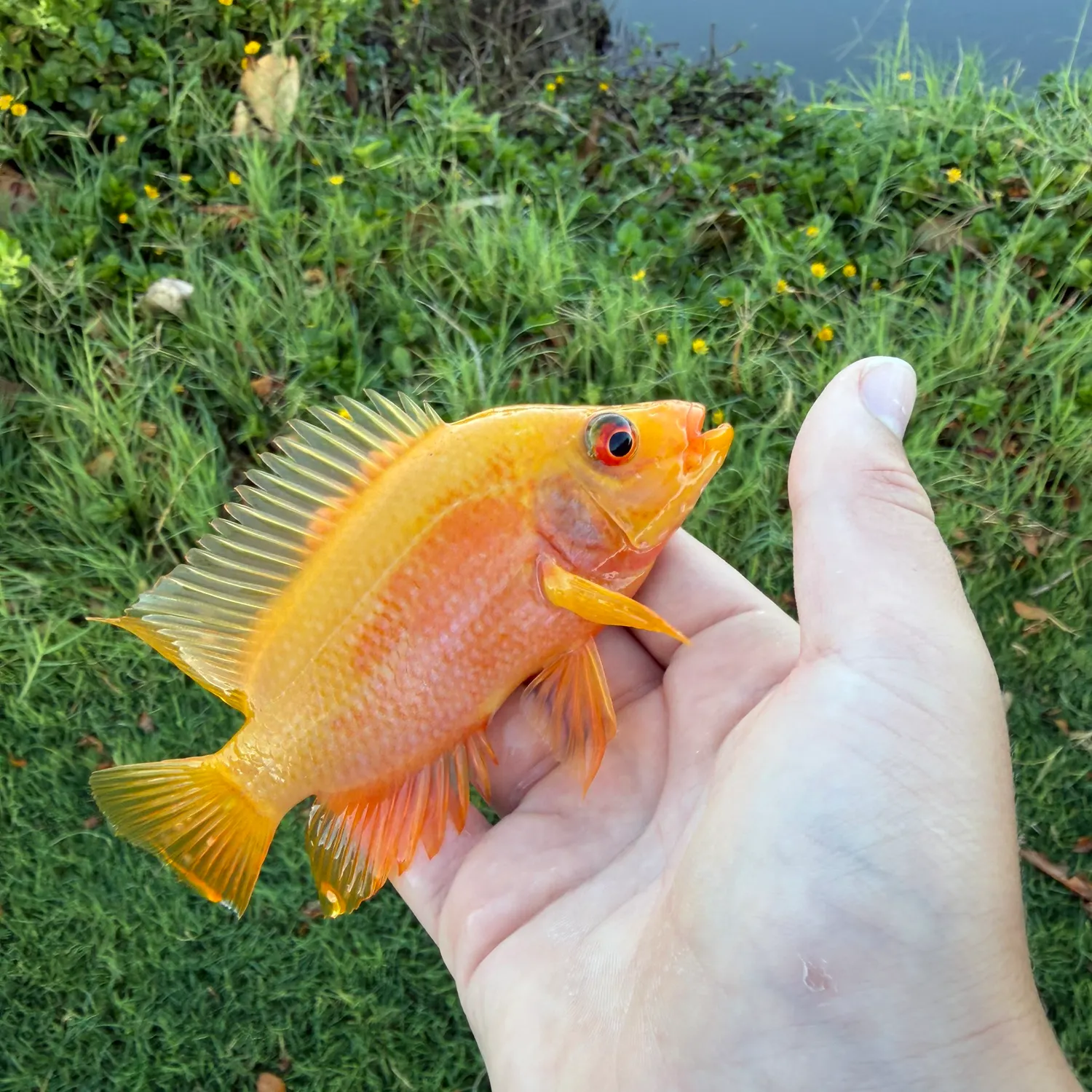 The most recent Red devil cichlid catches on Fishbrain