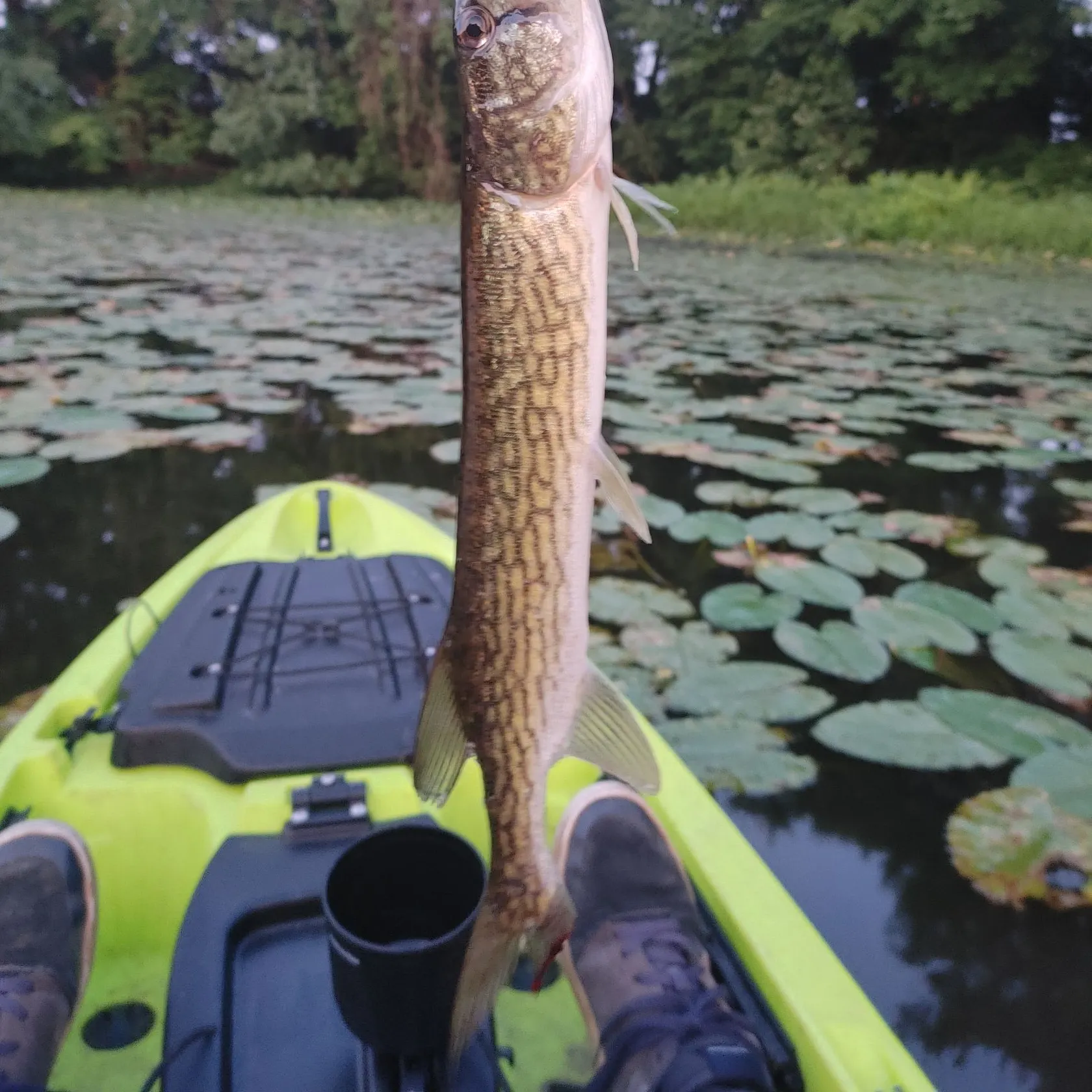 recently logged catches