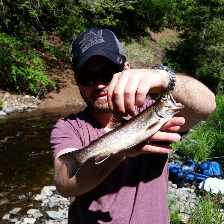 Brook trout caught on Fishbrain