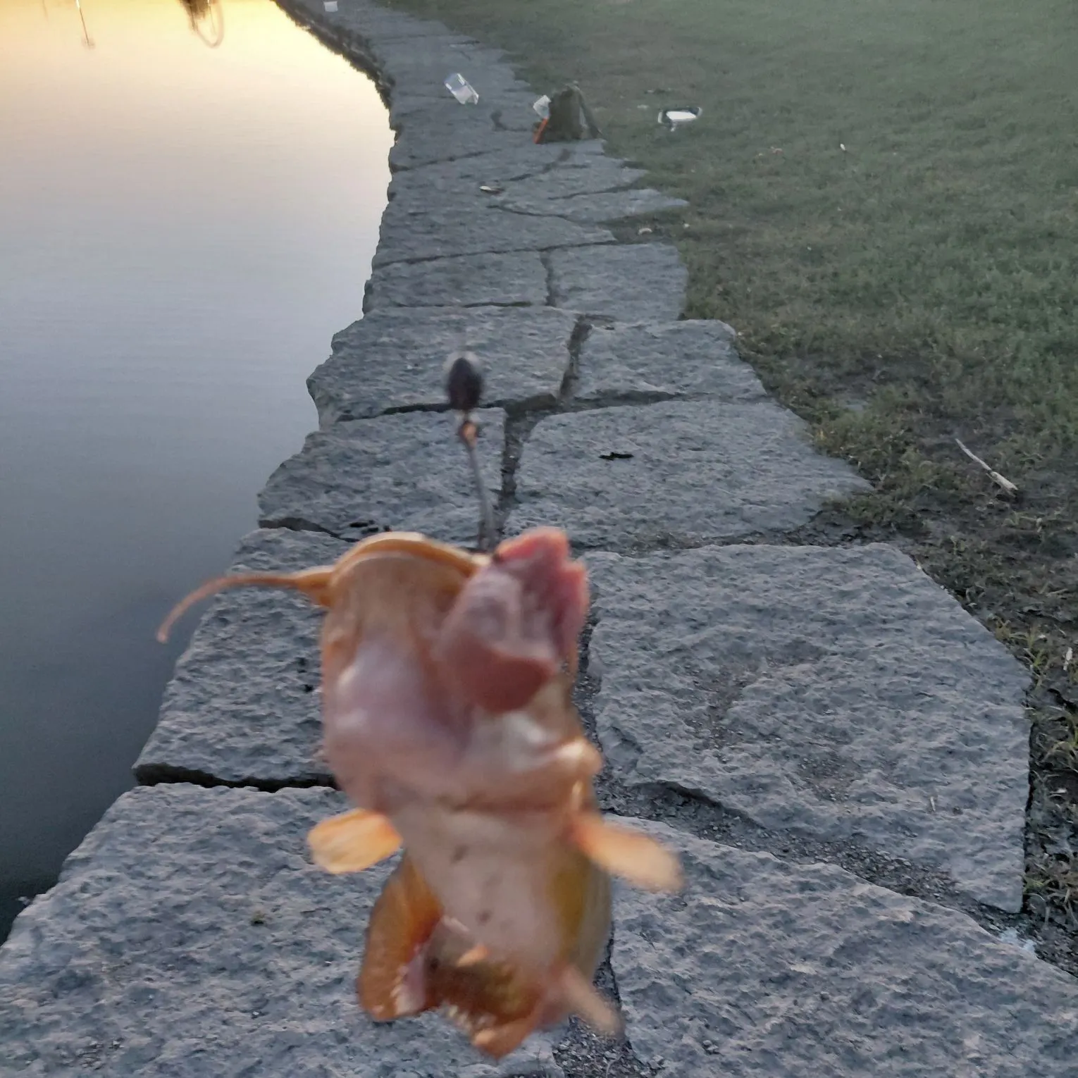 Yellow bullhead caught on Fishbrain