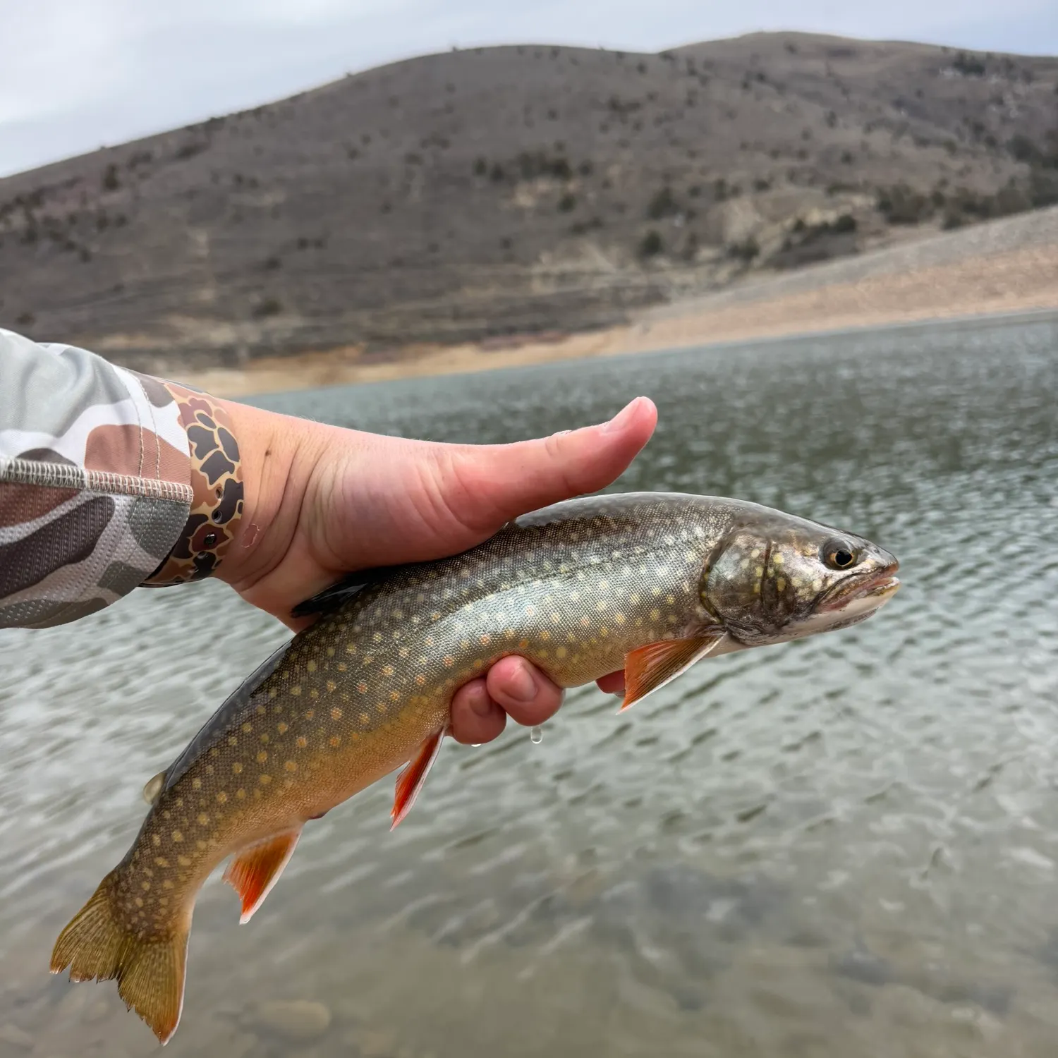 The most recent Splake catches on Fishbrain