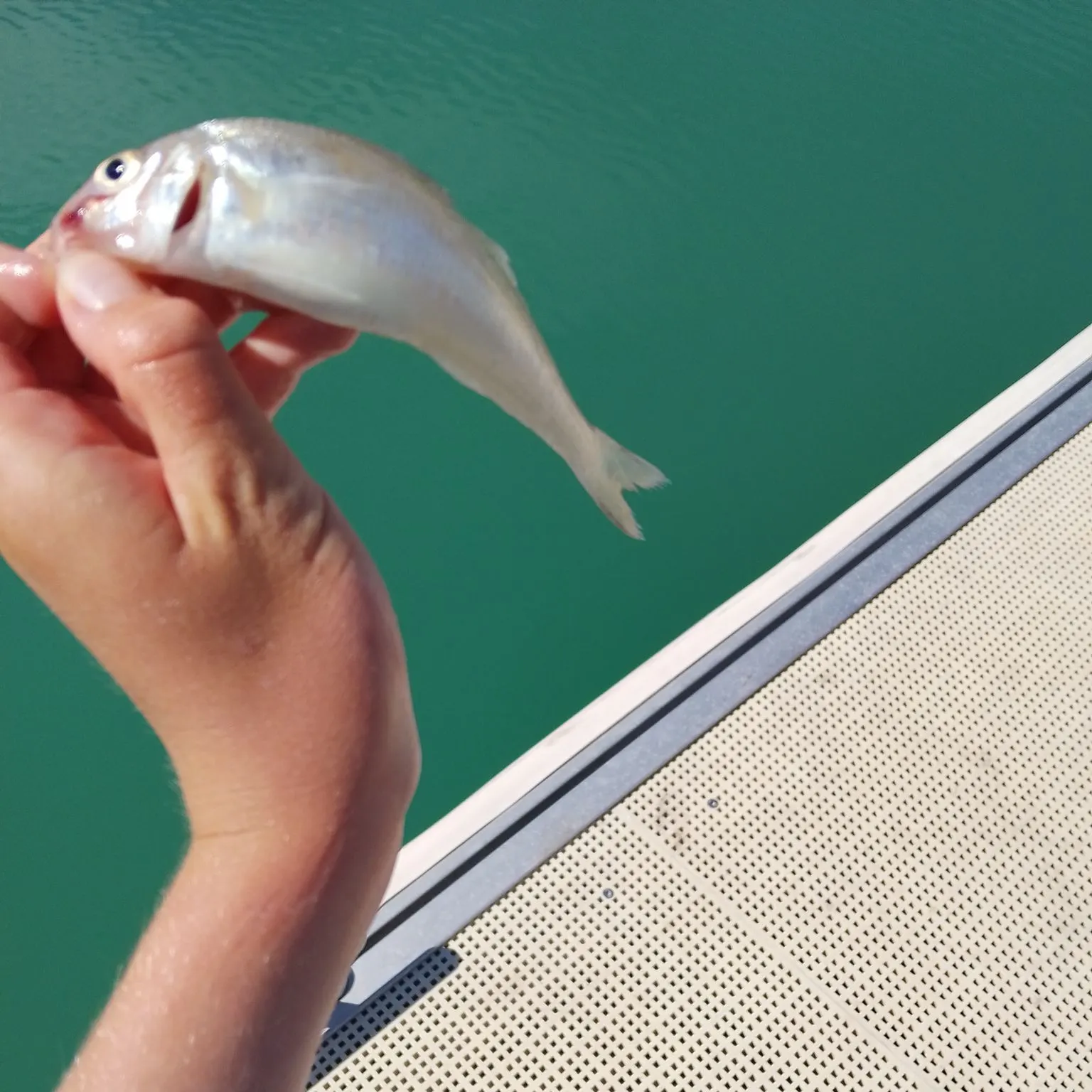 Sand sillago caught on Fishbrain