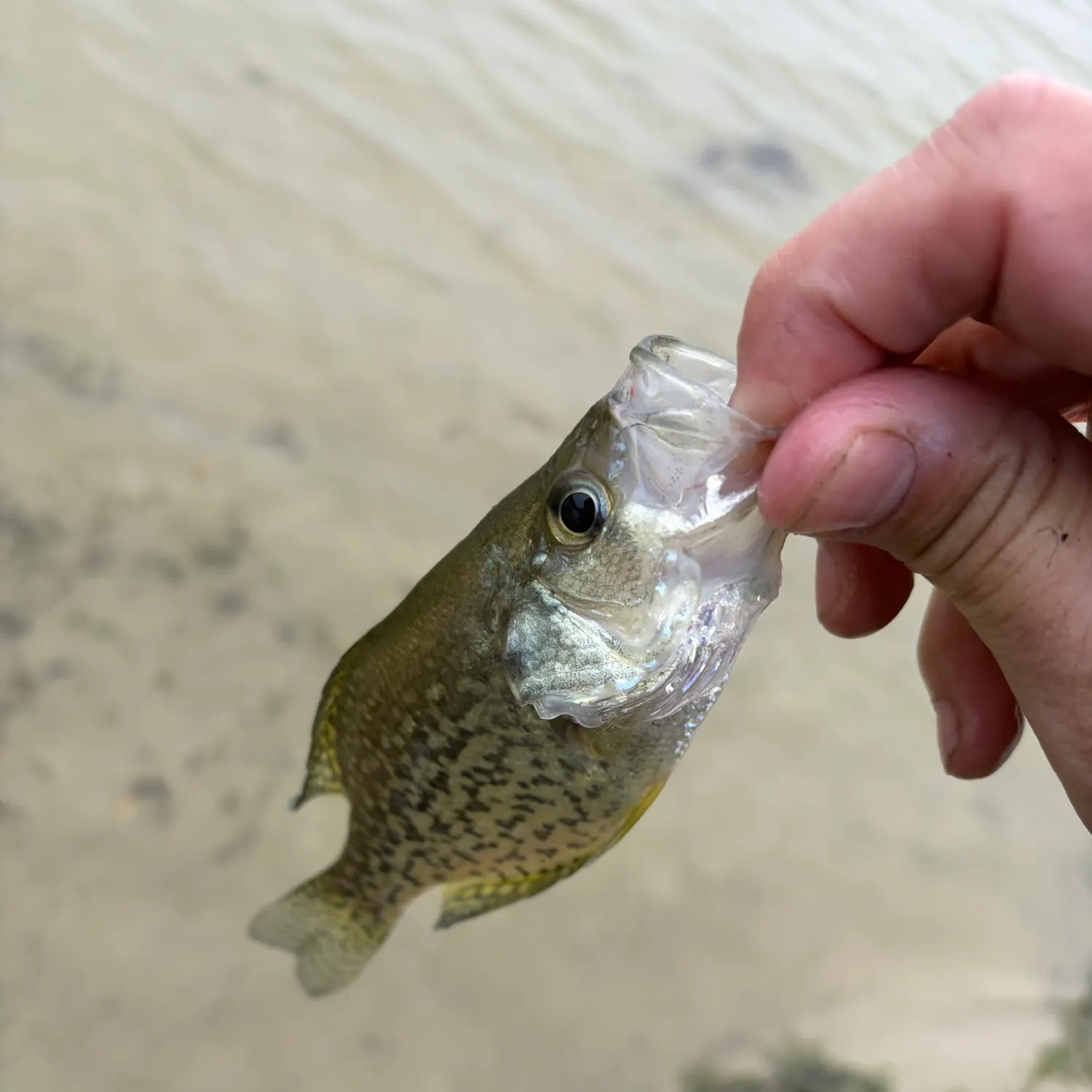 Black crappie caught on Fishbrain