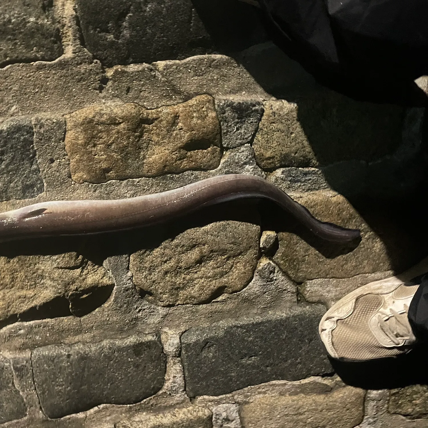 The most recent European conger catches on Fishbrain