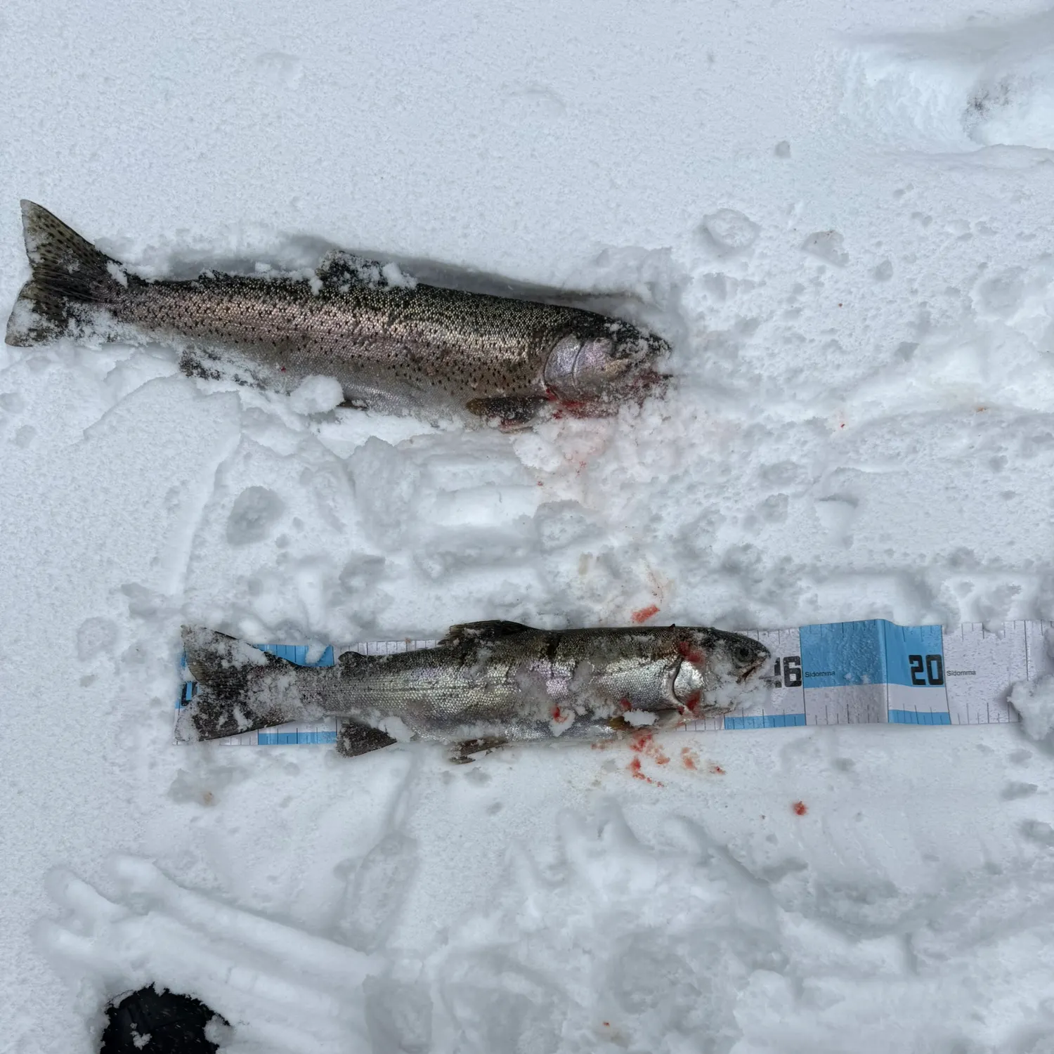 recently logged catches