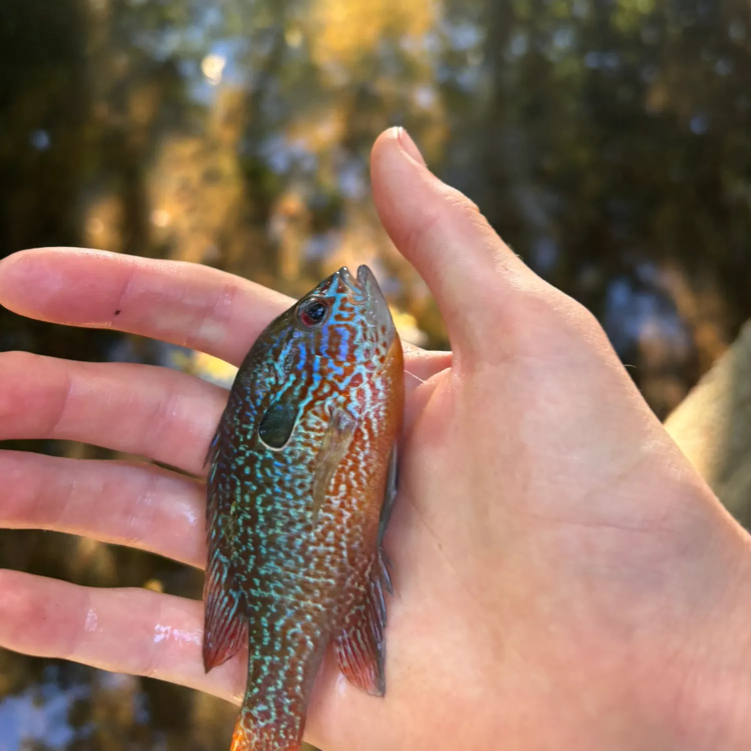 Longear sunfish caught on Fishbrain