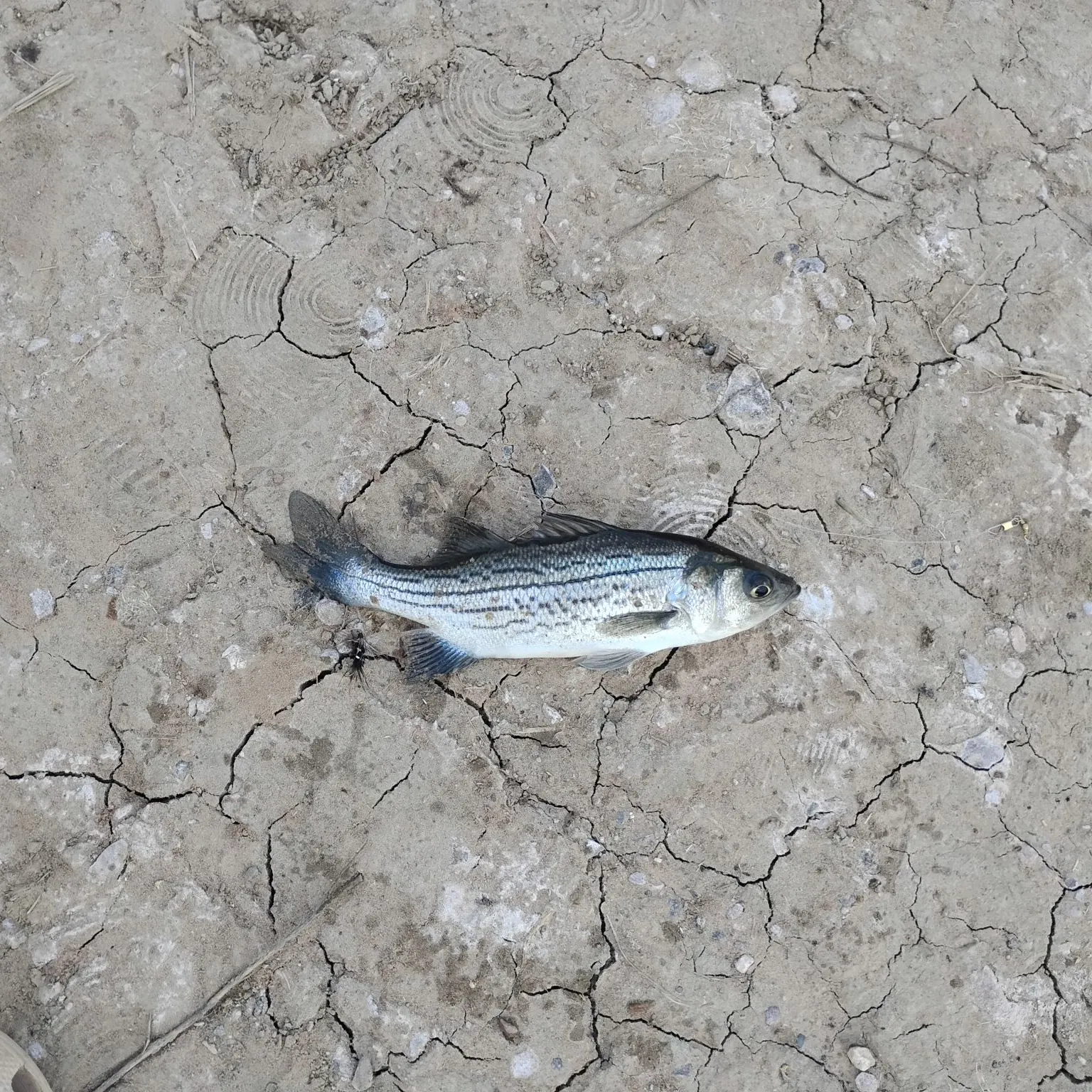 Striped bass caught on Fishbrain