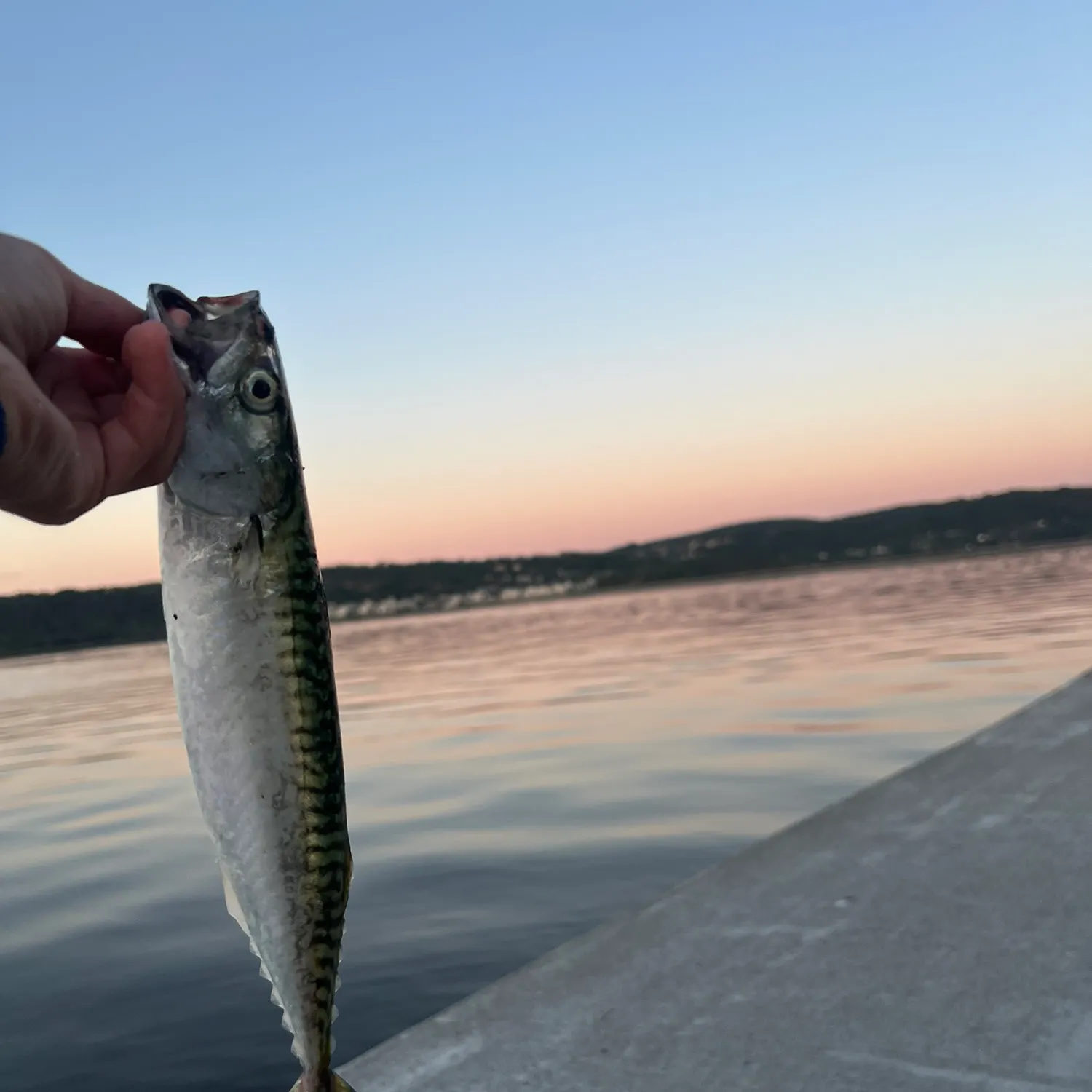 Atlantic mackerel caught on Fishbrain