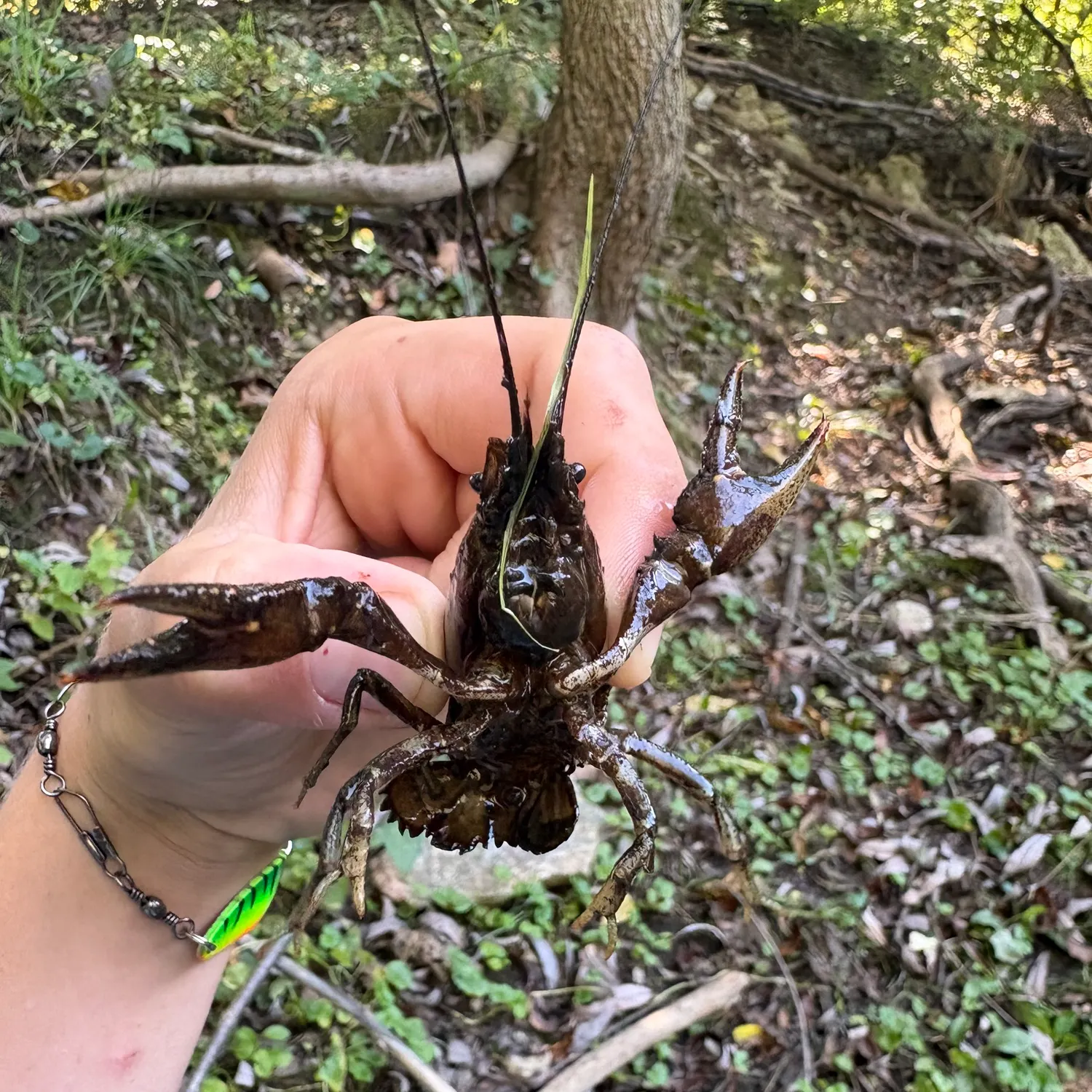 Signal crayfish caught on Fishbrain