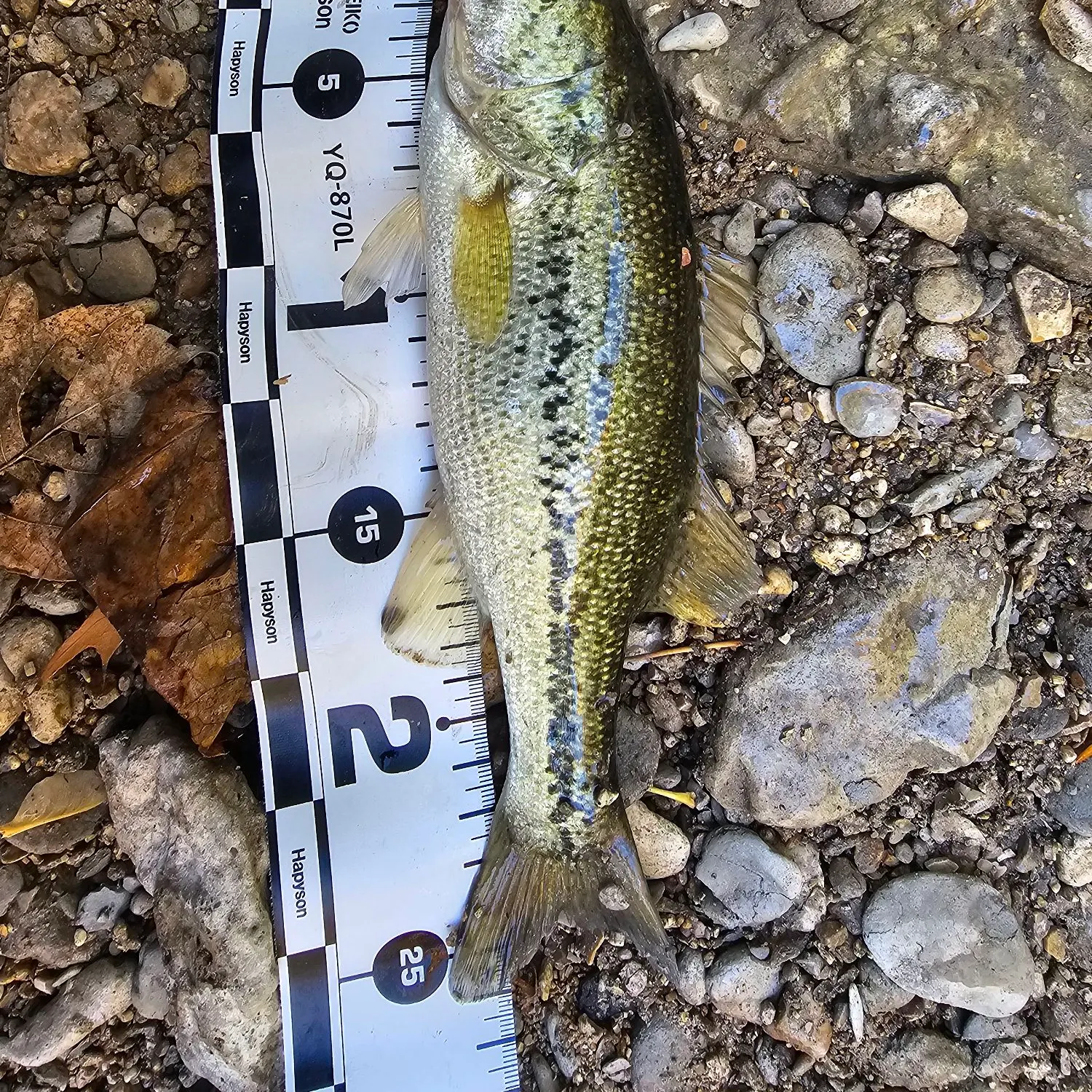 Spotted bass caught on Fishbrain