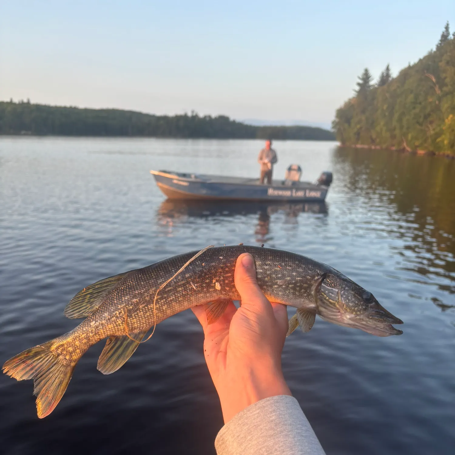 Northern pike caught on Fishbrain