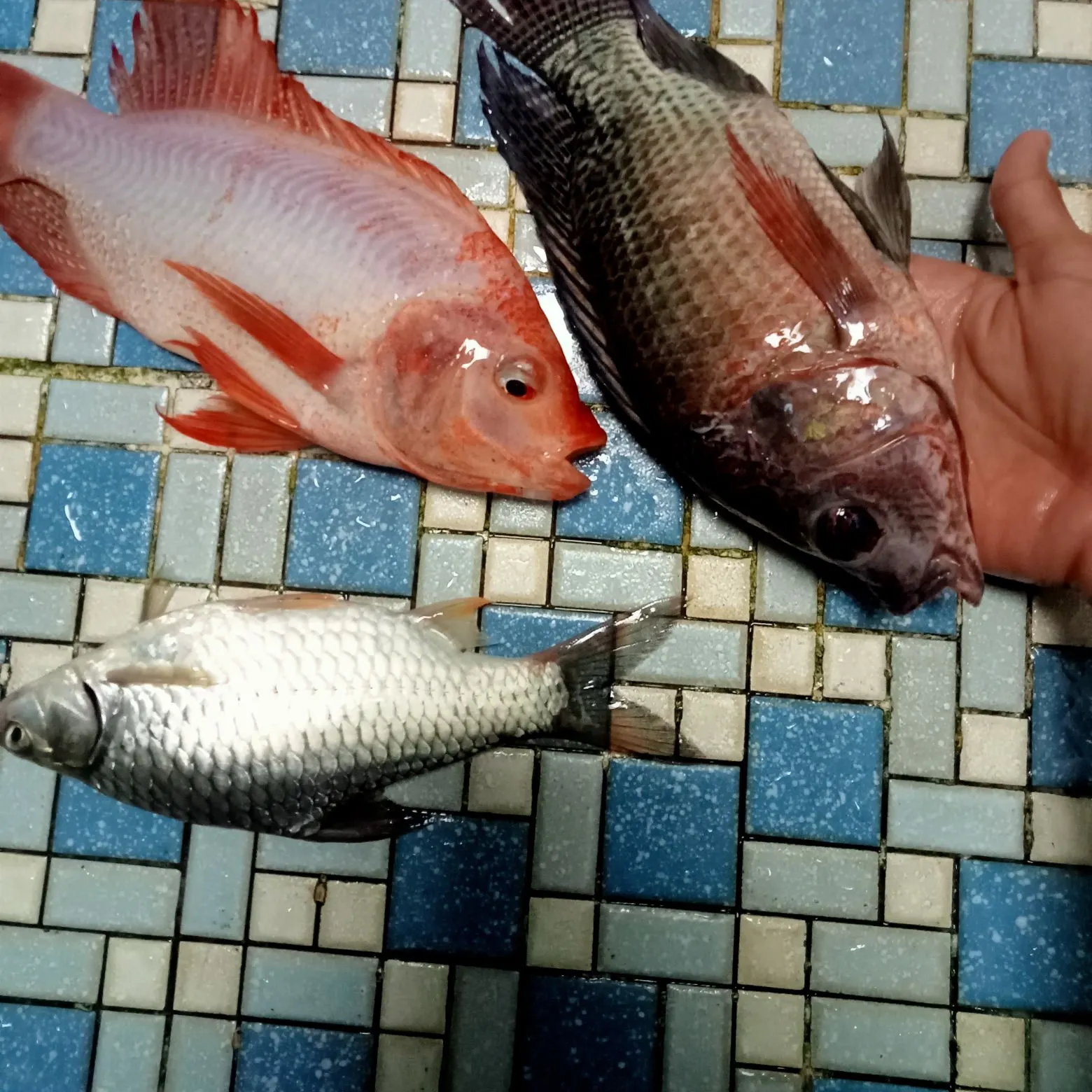 The most popular recent Red tilapia catch on Fishbrain