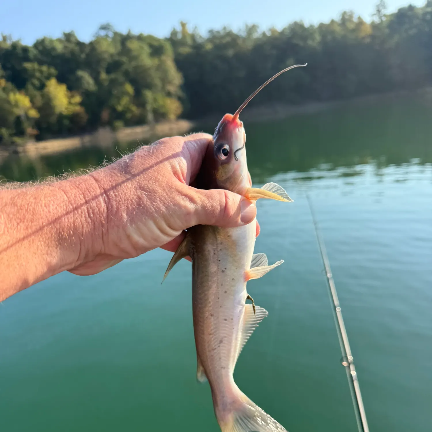 Channel catfish caught on Fishbrain