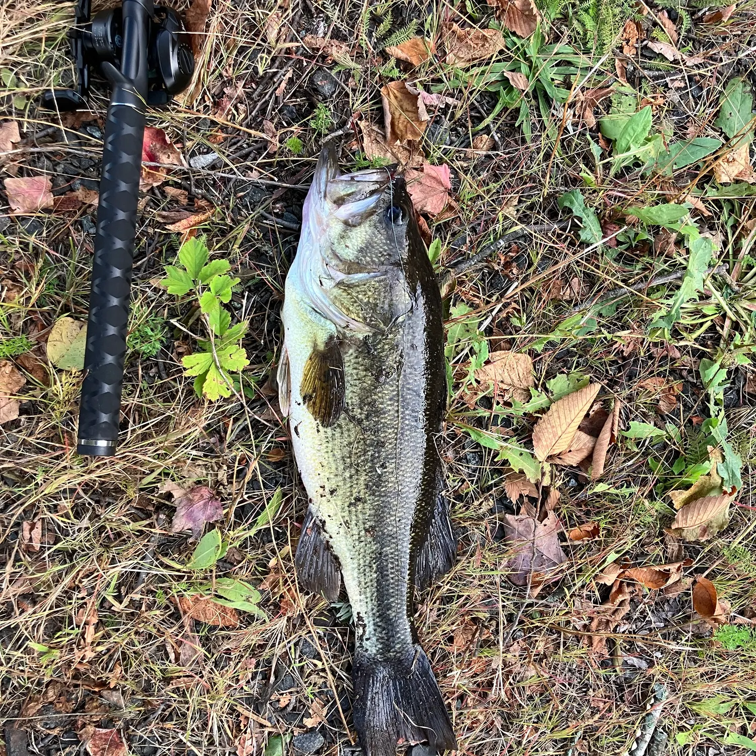 Largemouth bass caught on Fishbrain