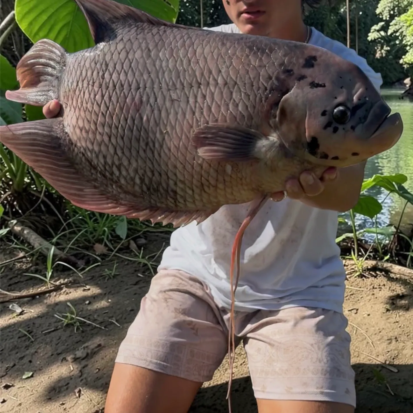 Giant gourami caught on Fishbrain