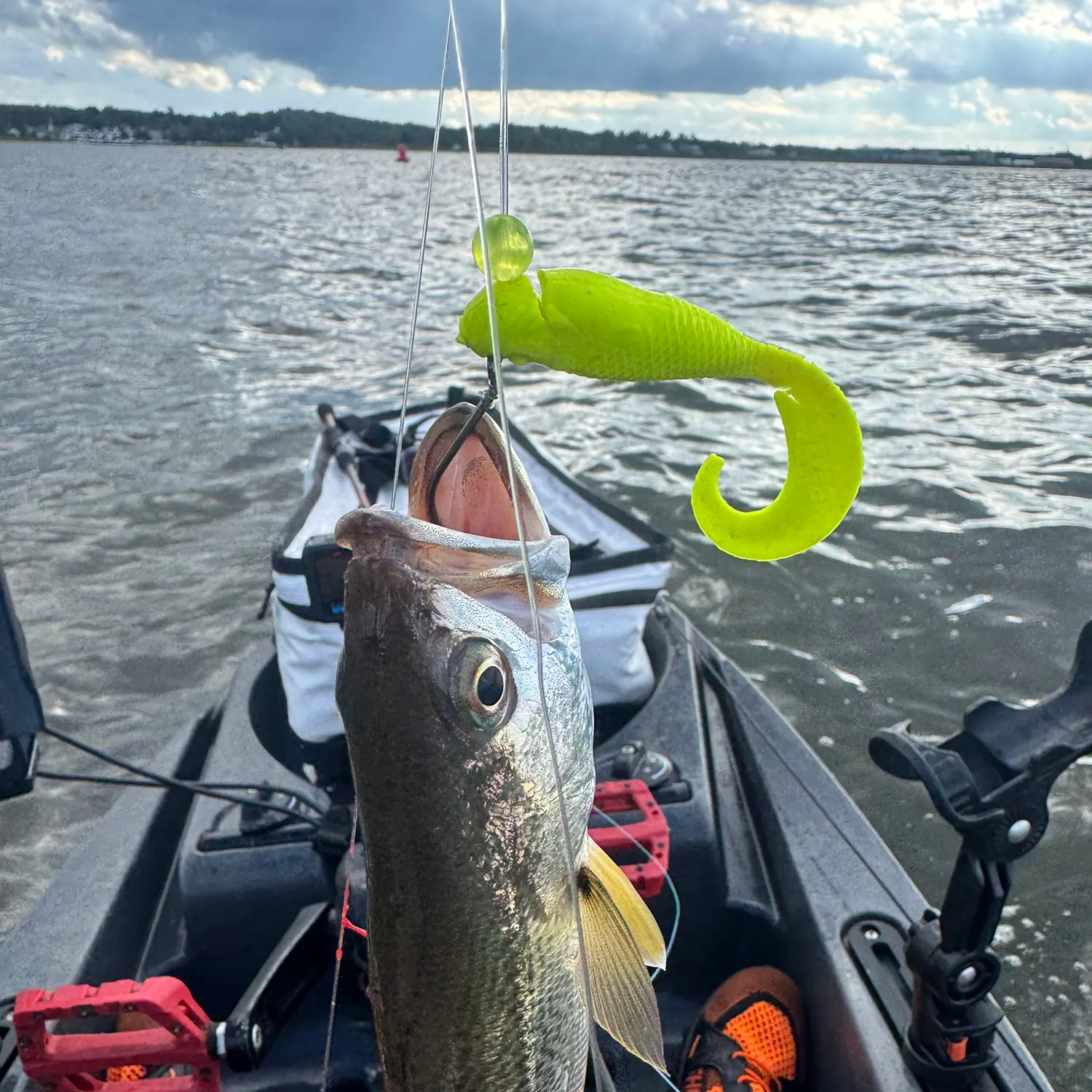 Gray weakfish caught on Fishbrain