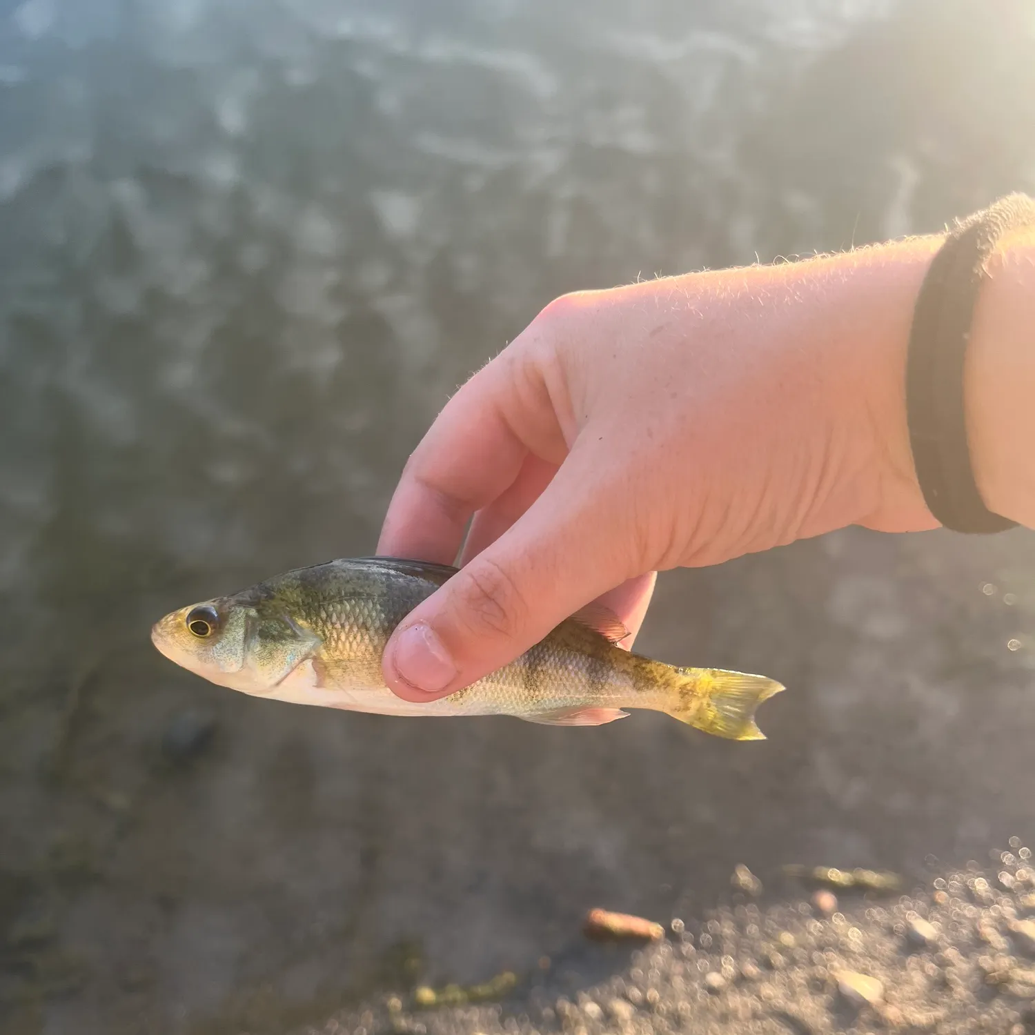 Yellow perch caught on Fishbrain