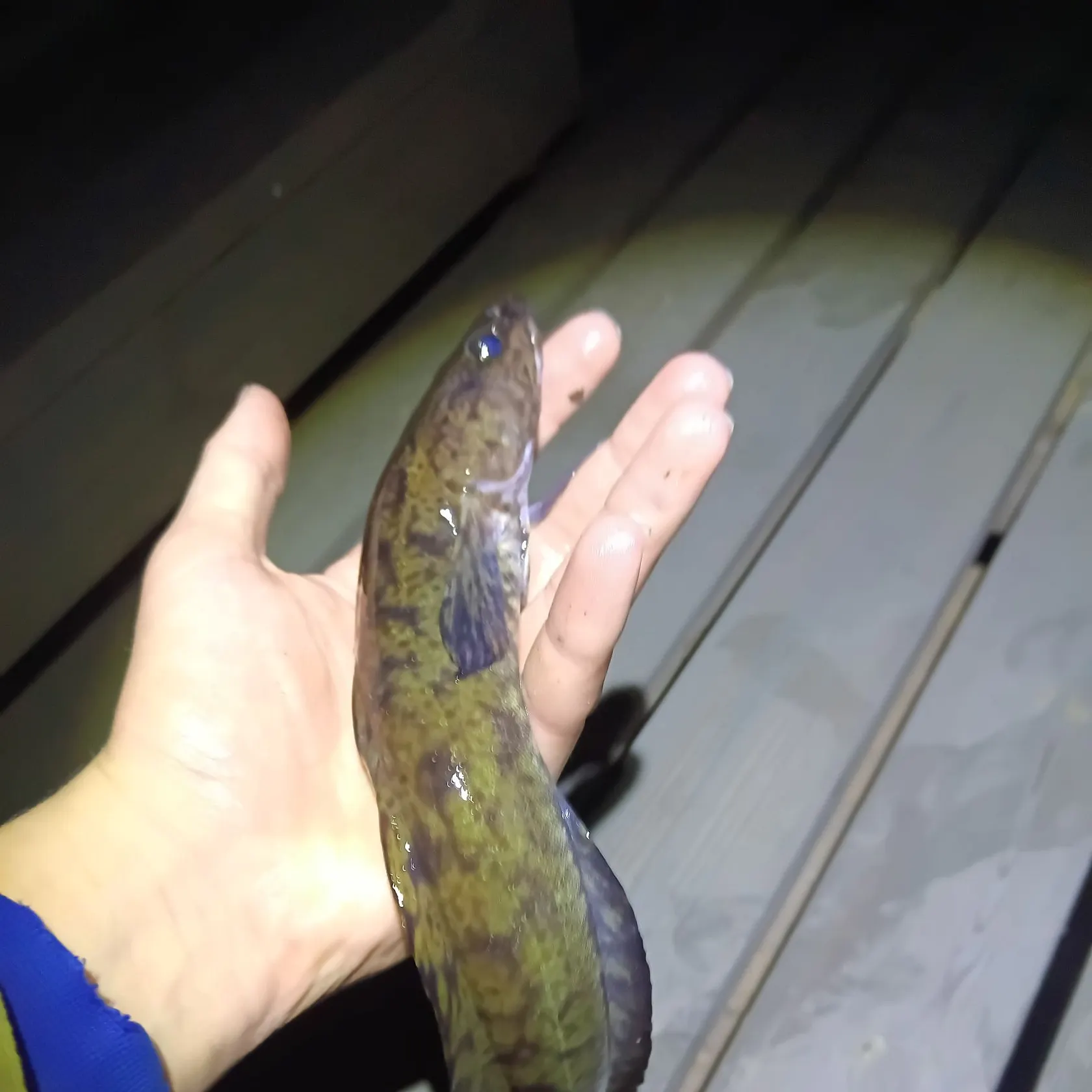 The most recent Burbot catches on Fishbrain
