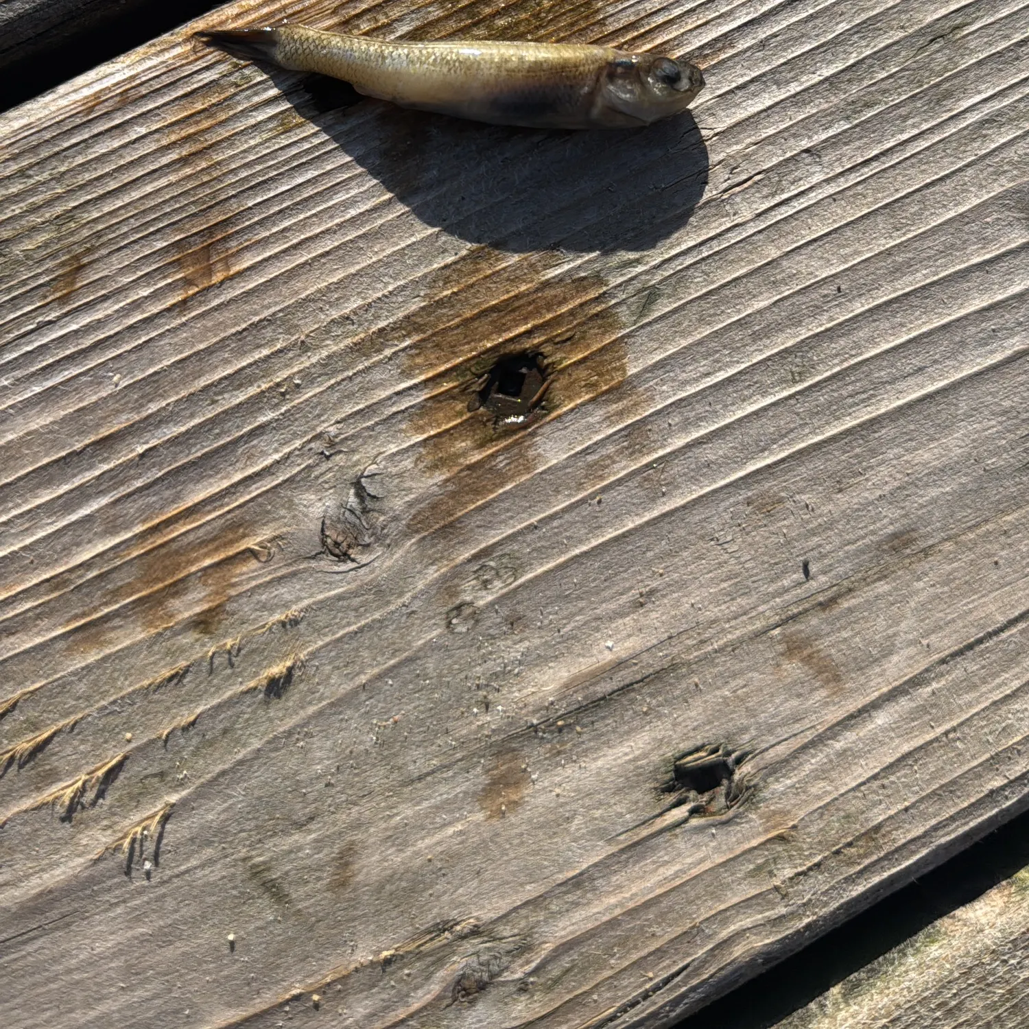 The most recent Eurasian minnow catches on Fishbrain