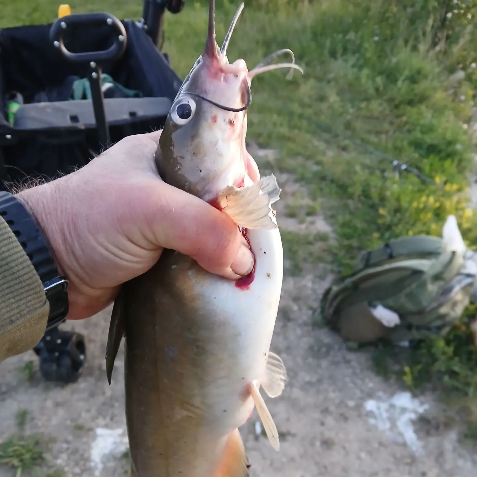 catch